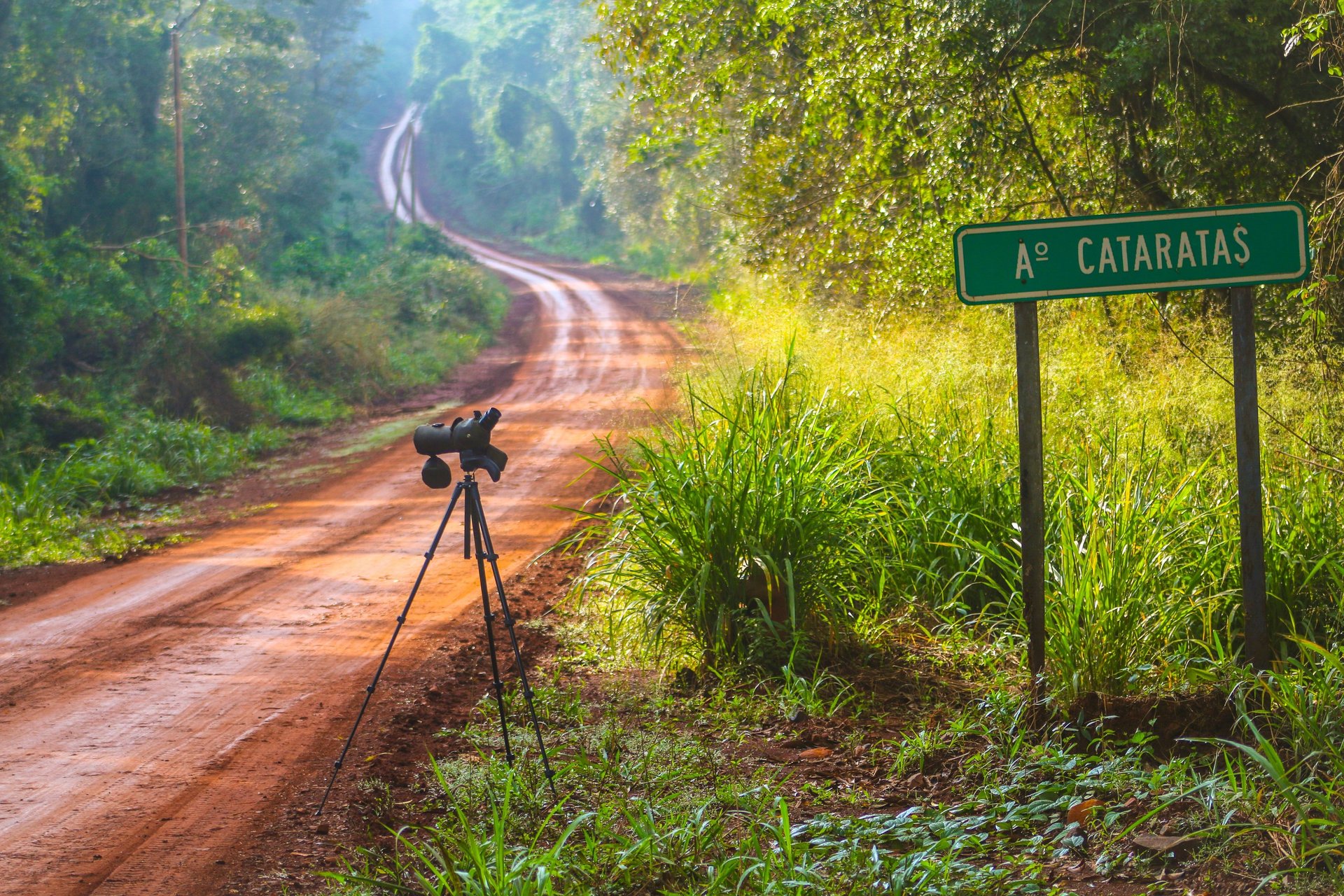 two blue-and-yellow Macaws perched on tree