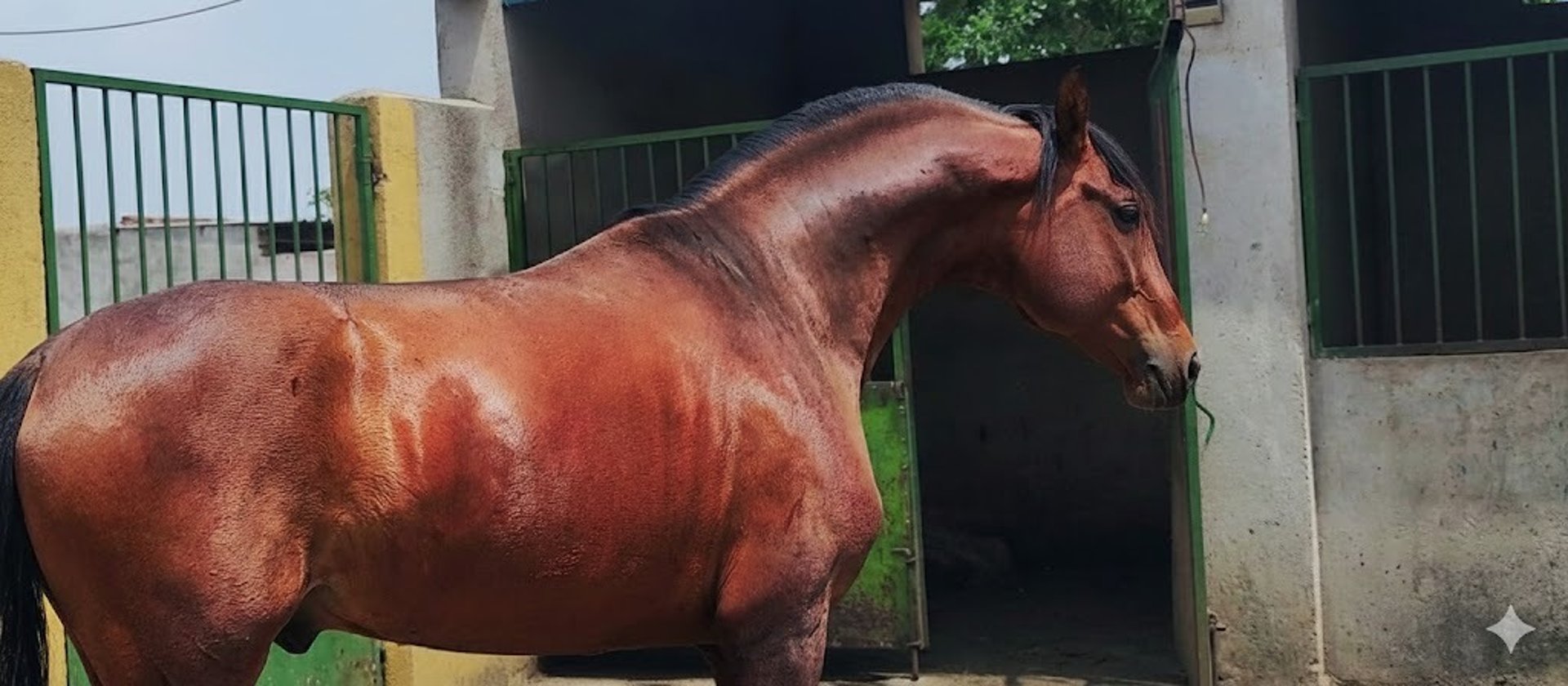 dog jumping on lawn during daytime