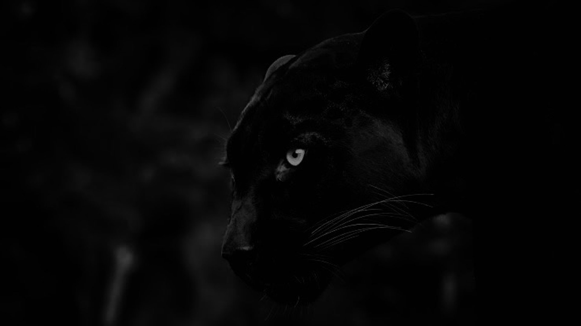 brown and black leopard illustration
