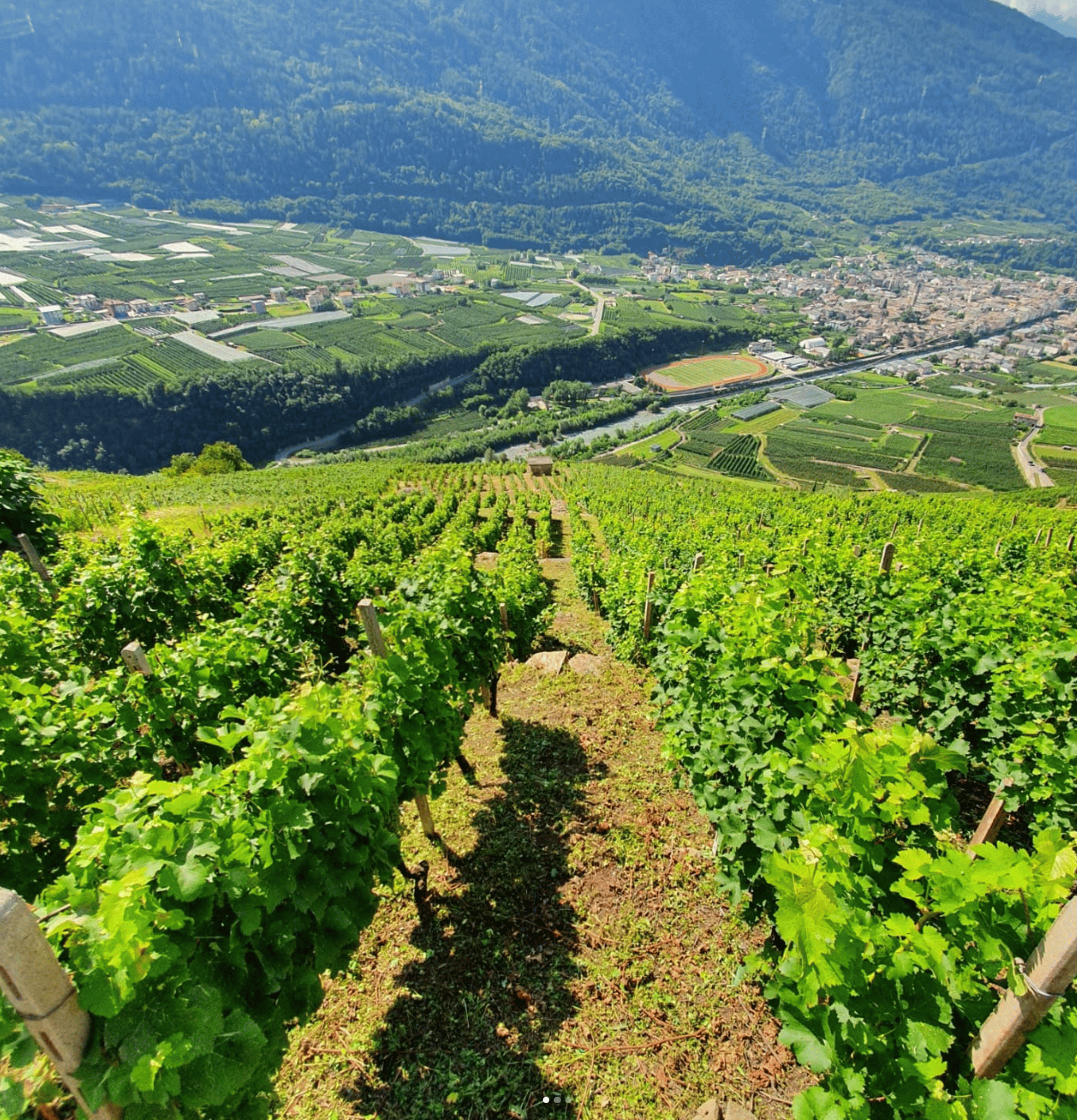 a vineyard with rows of vines and trees in the background