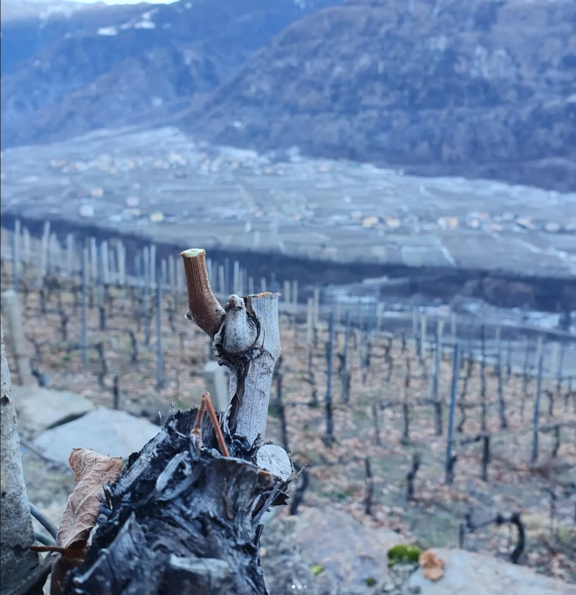 a vineyard with rows of vines and trees in the background