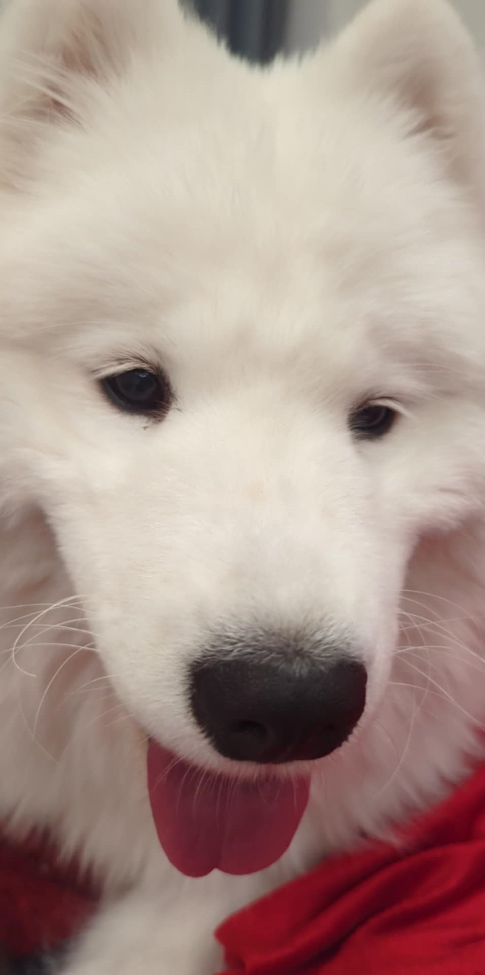 couple wearing silver-colored rings