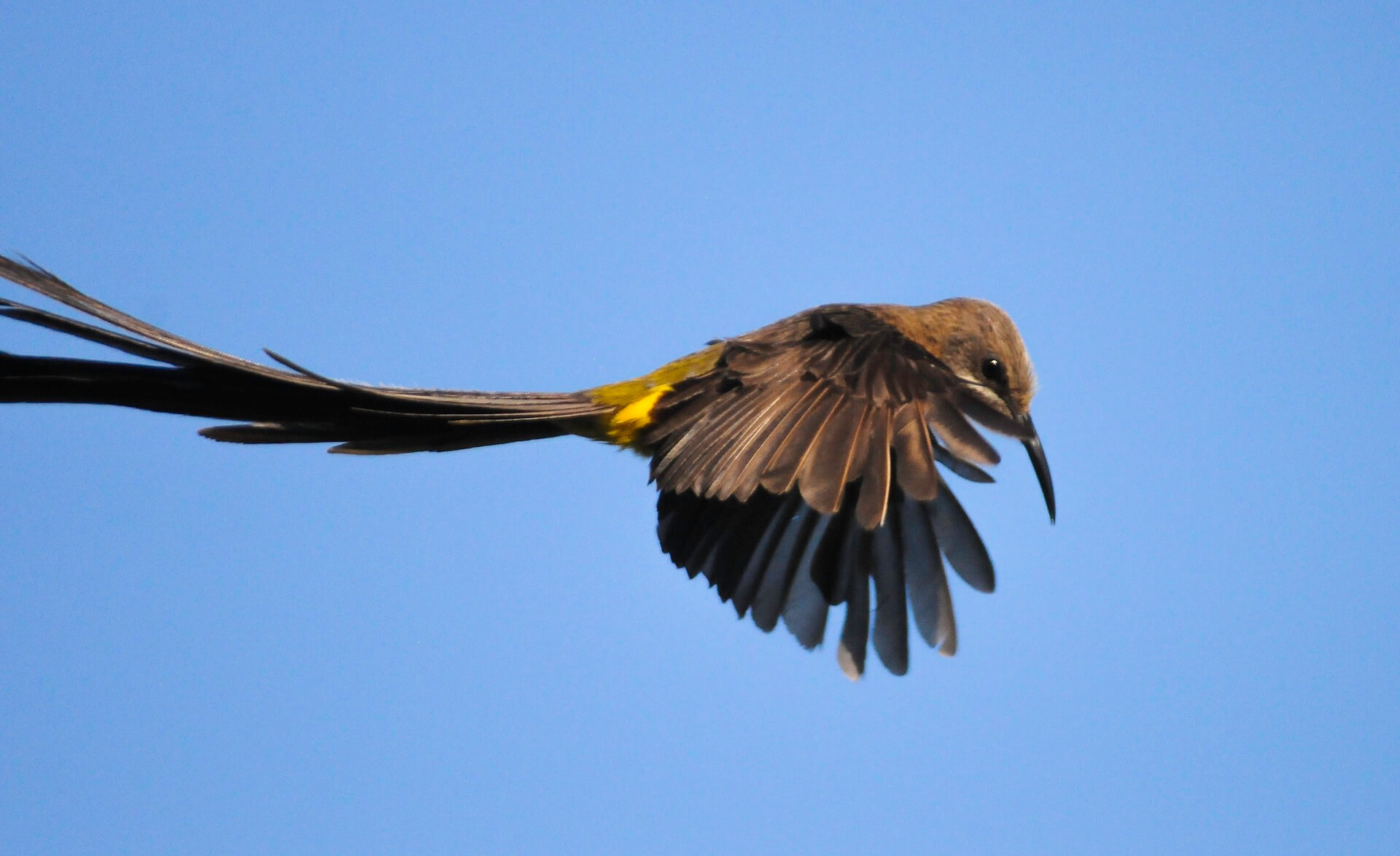 Cape sugar bird in flight