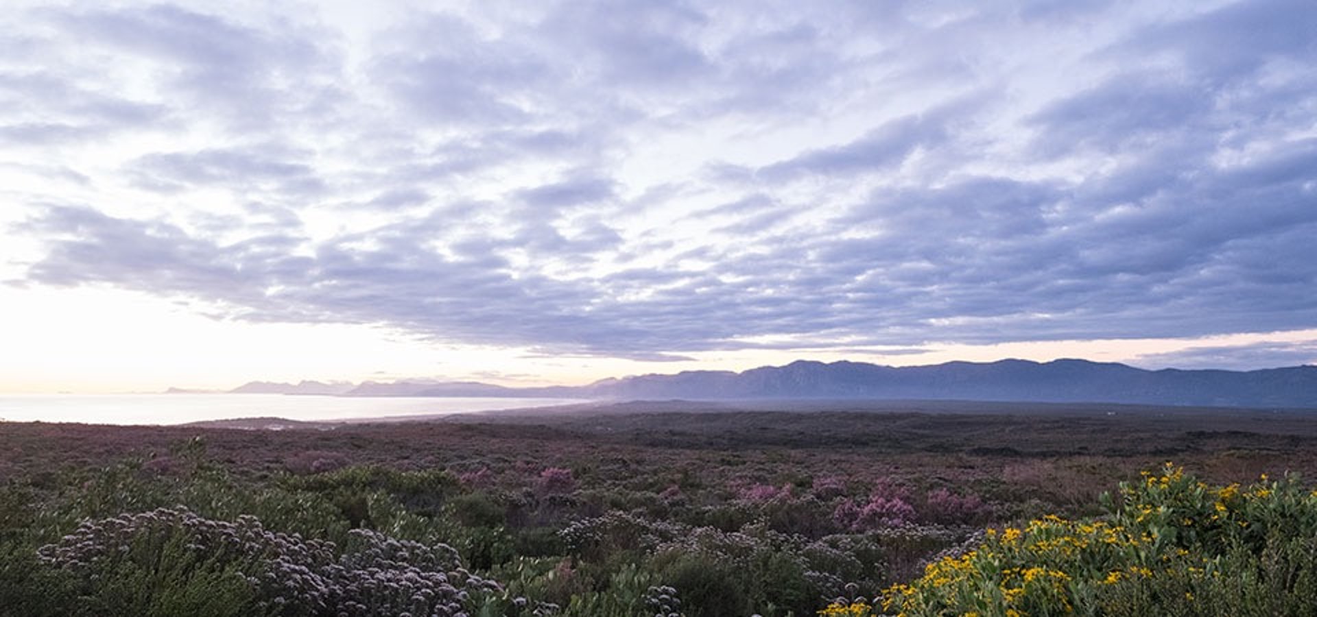 cape floral kingdom landscape Overberg 