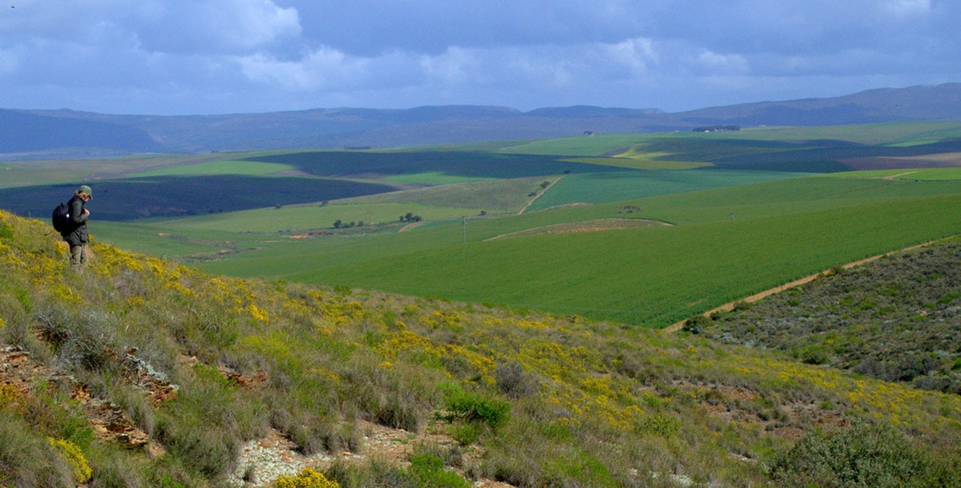 wide shot of the Overberg fields and mountains