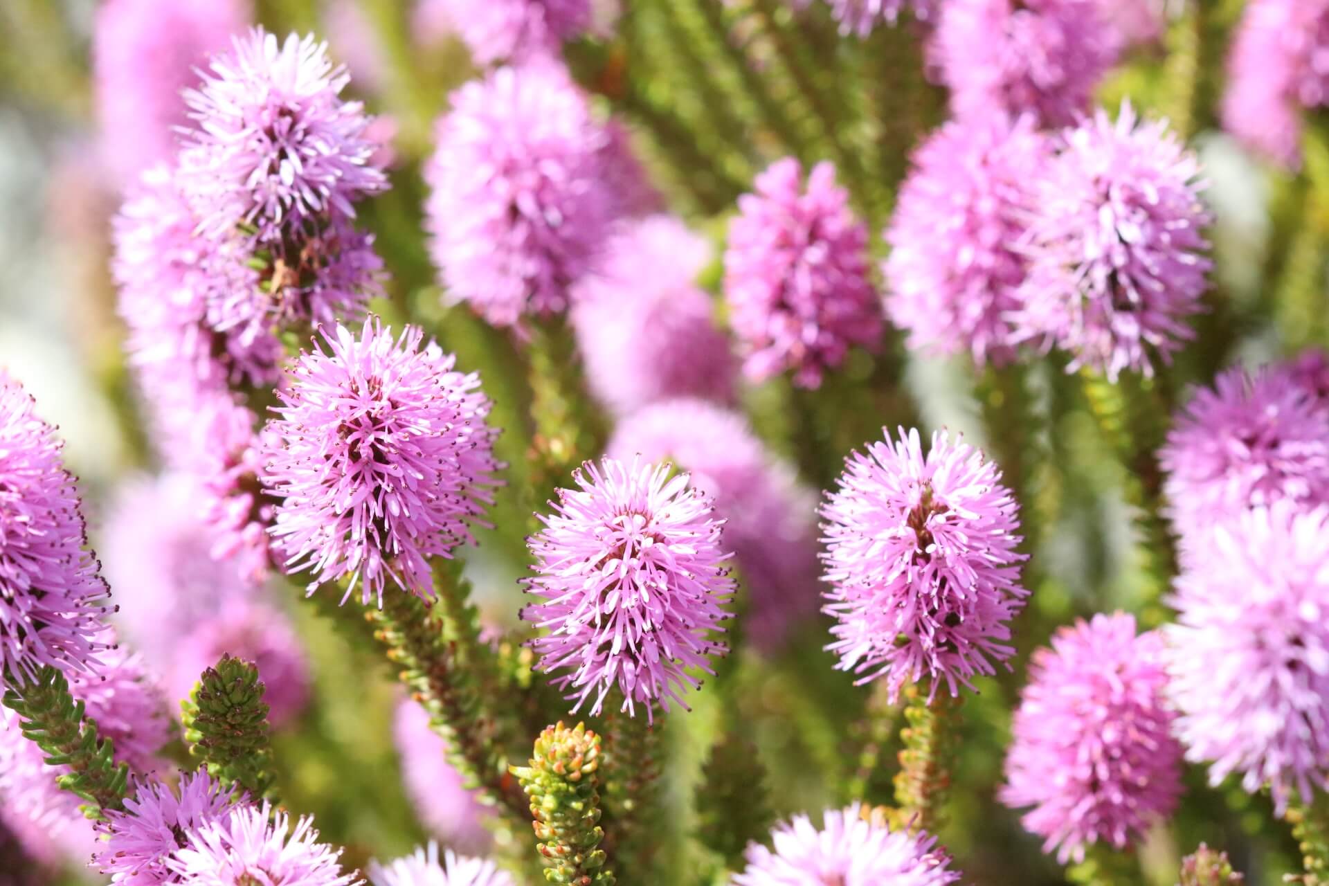 pink Fynbos flowers in bloom