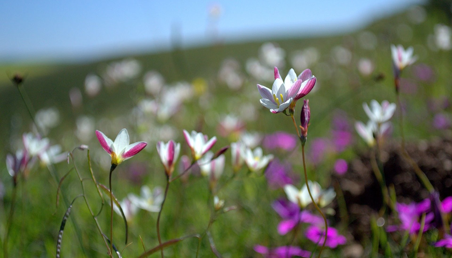 white and pink crocus flower in bloom in landscape