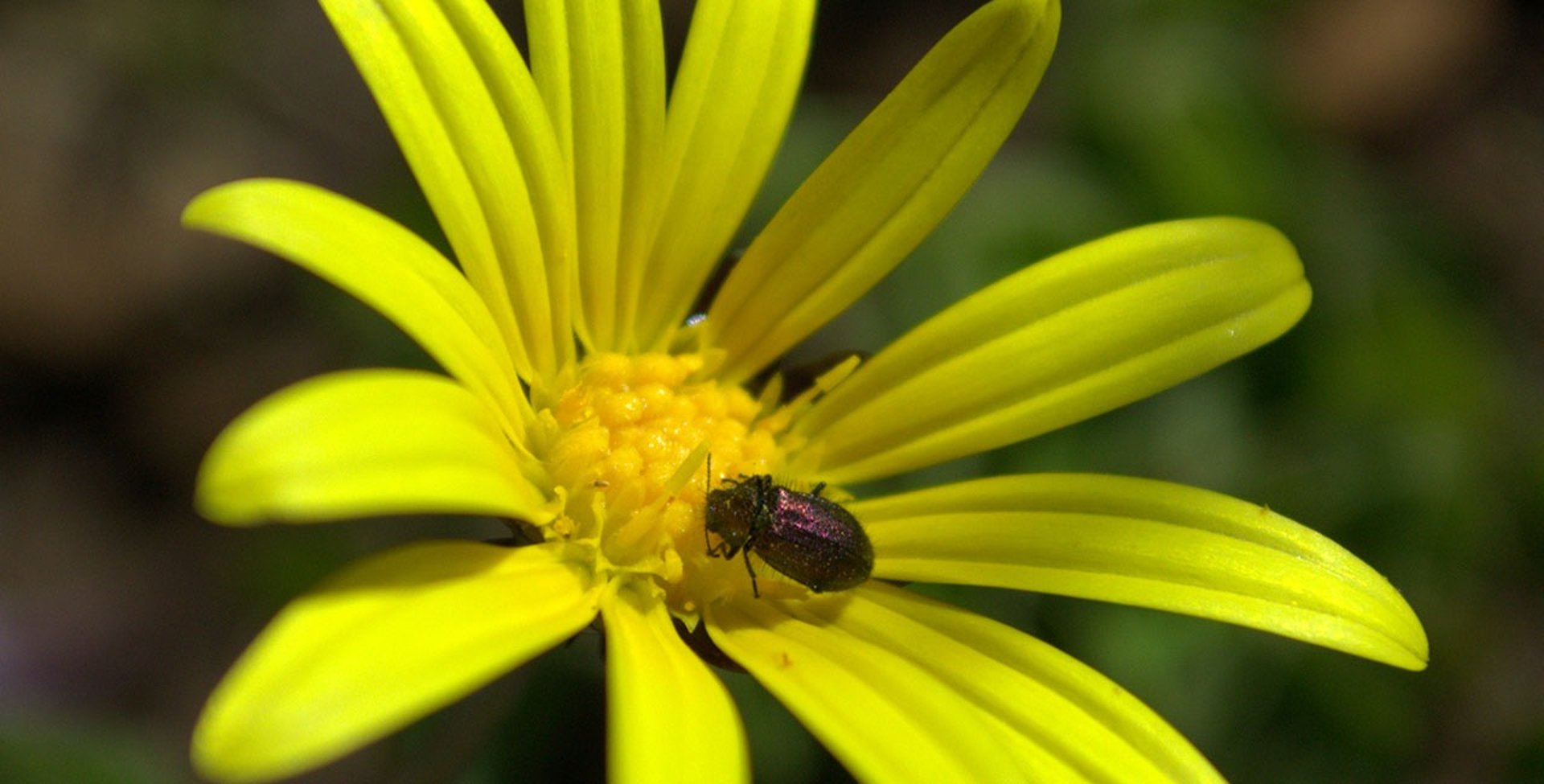 yellow flower with iridescent beetle inside