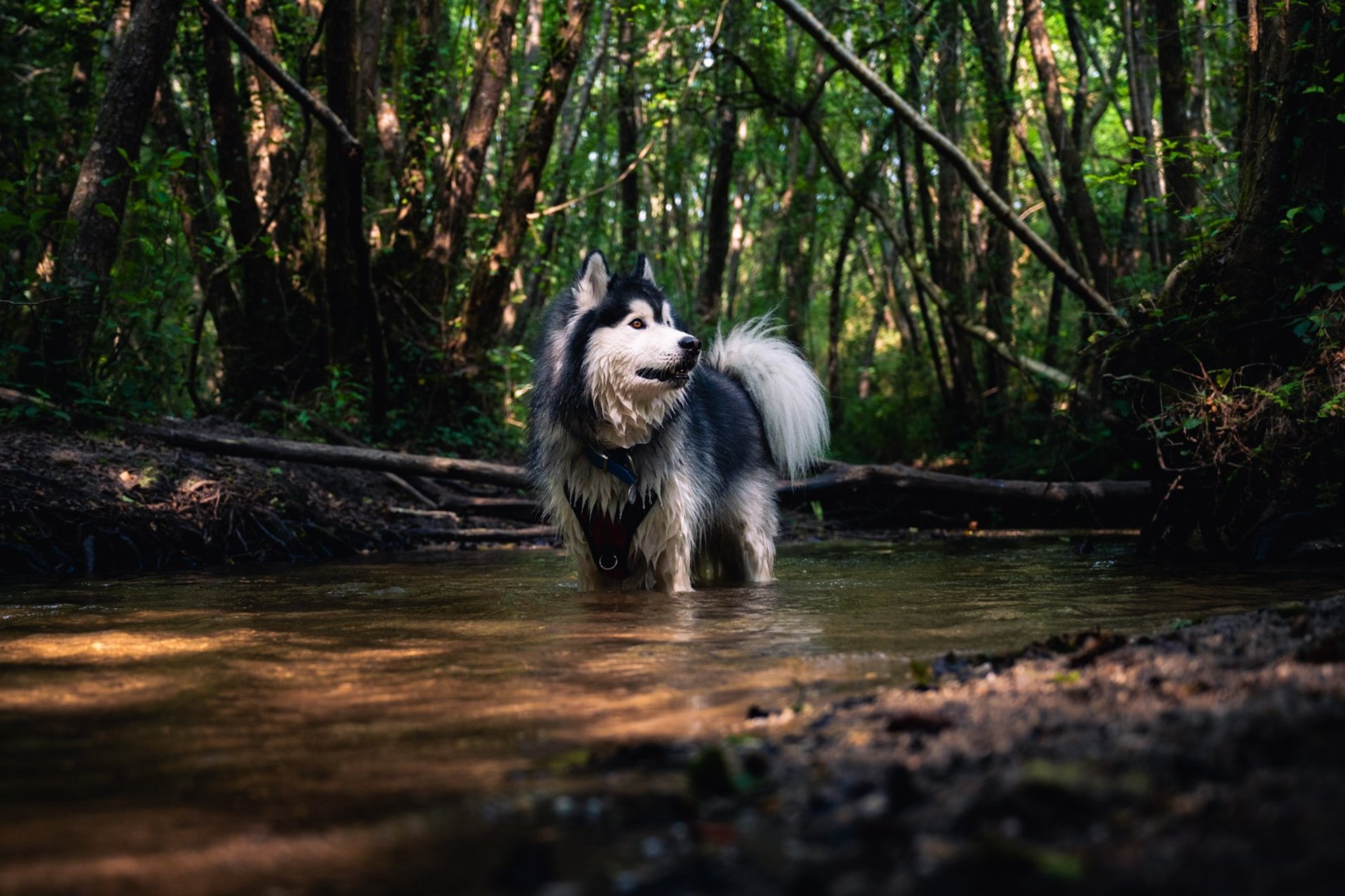 black and white bed linen