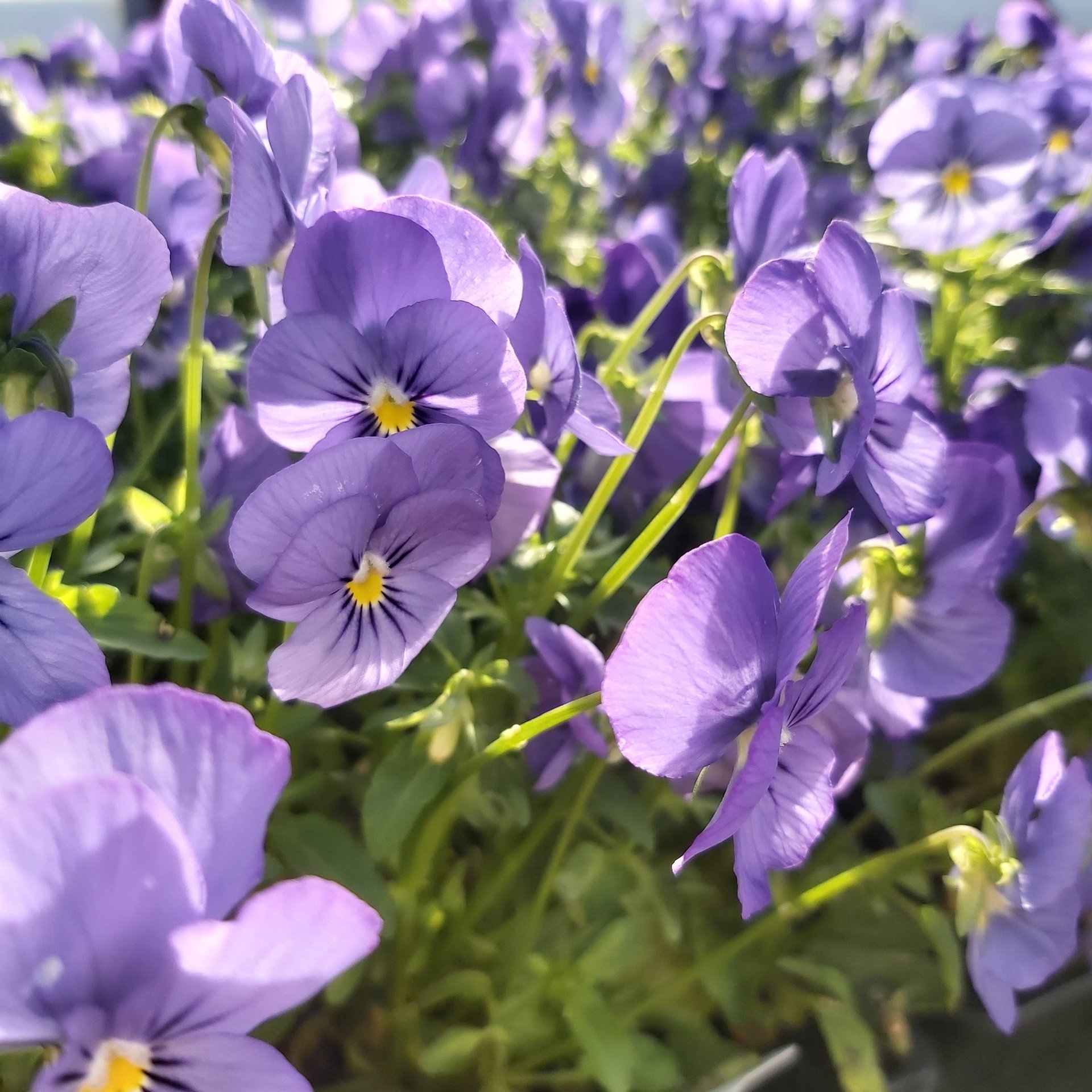 black blue and yellow textile
