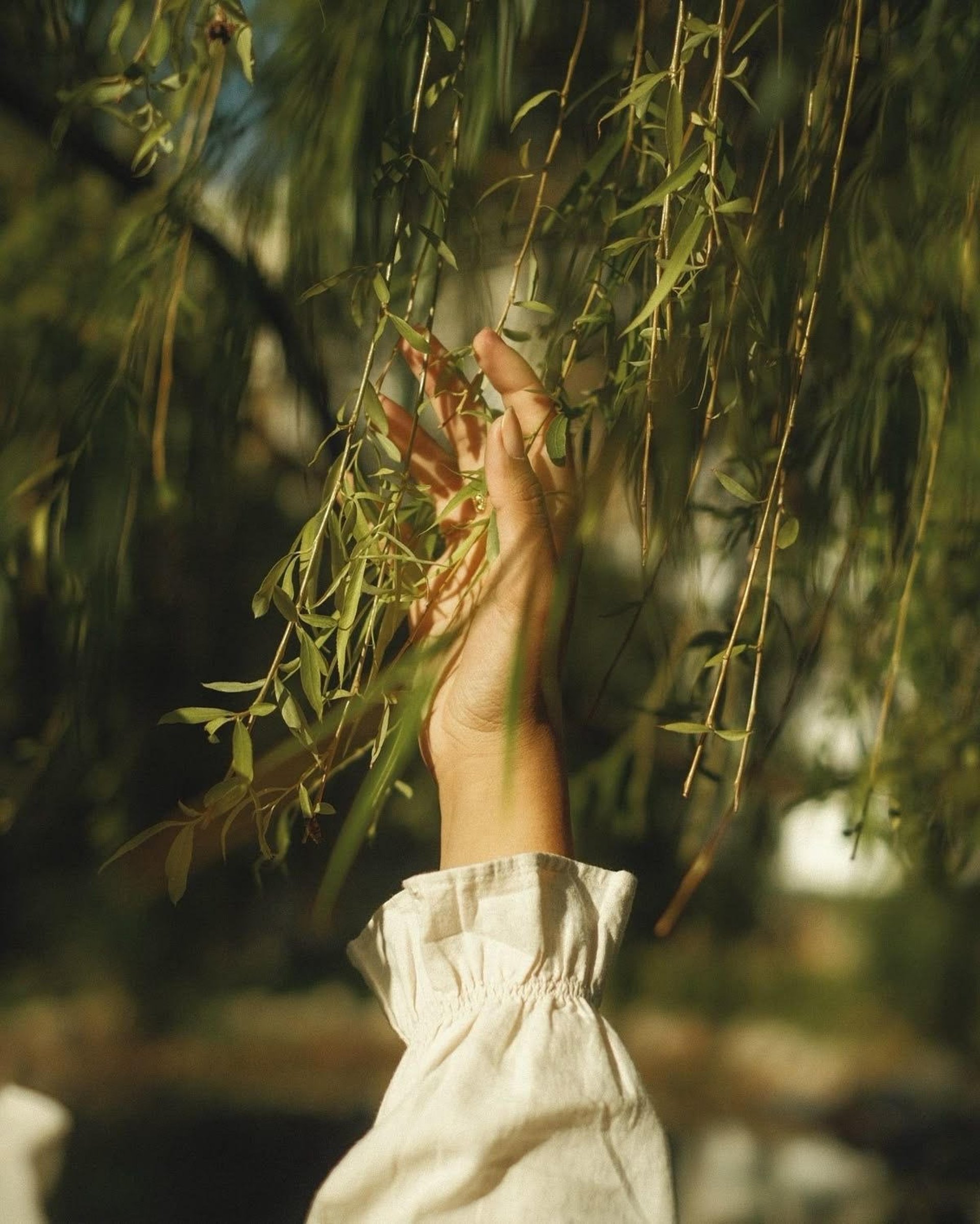 pink flower with green leaves