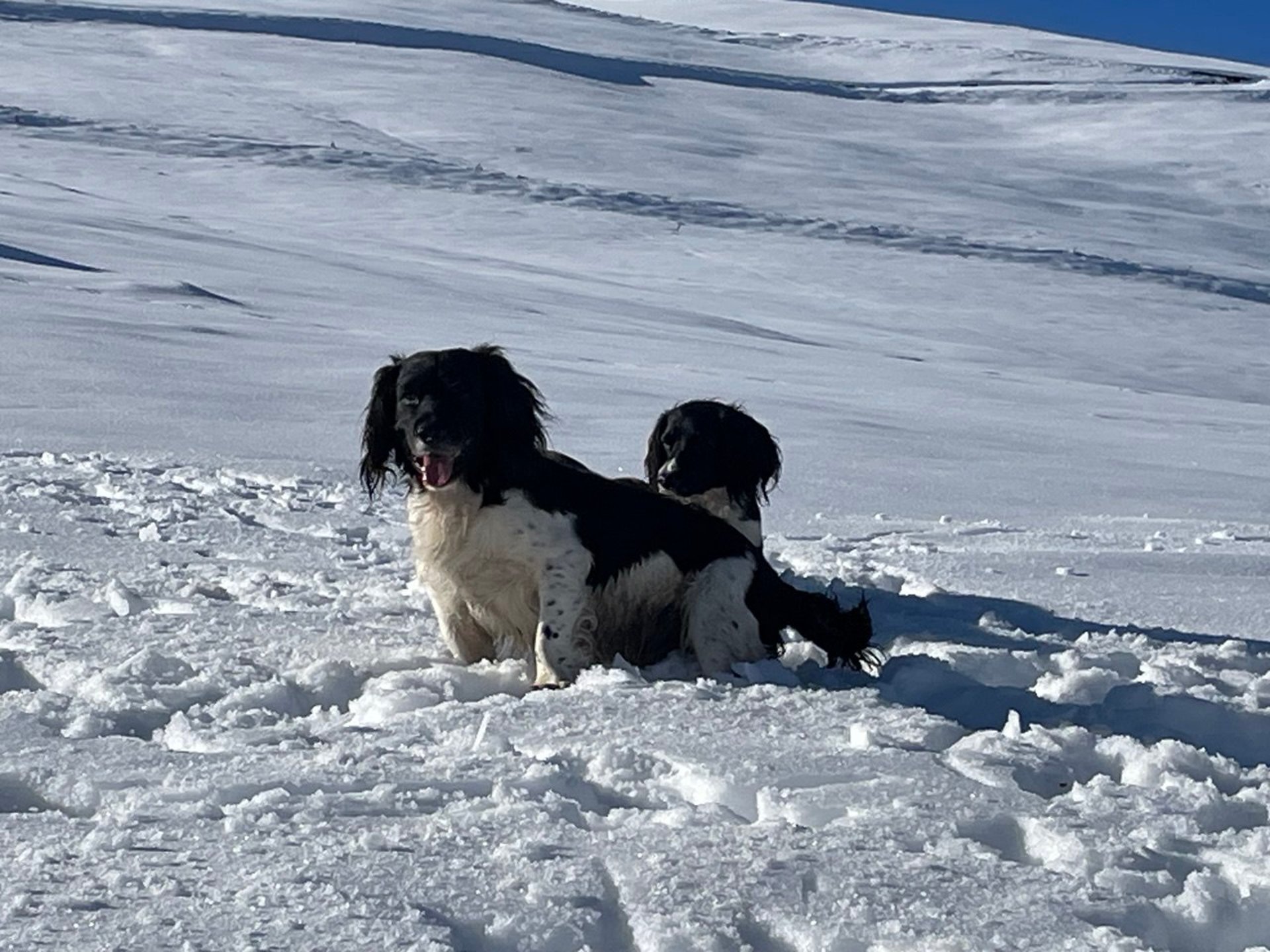 black and brown leather padded tub sofa