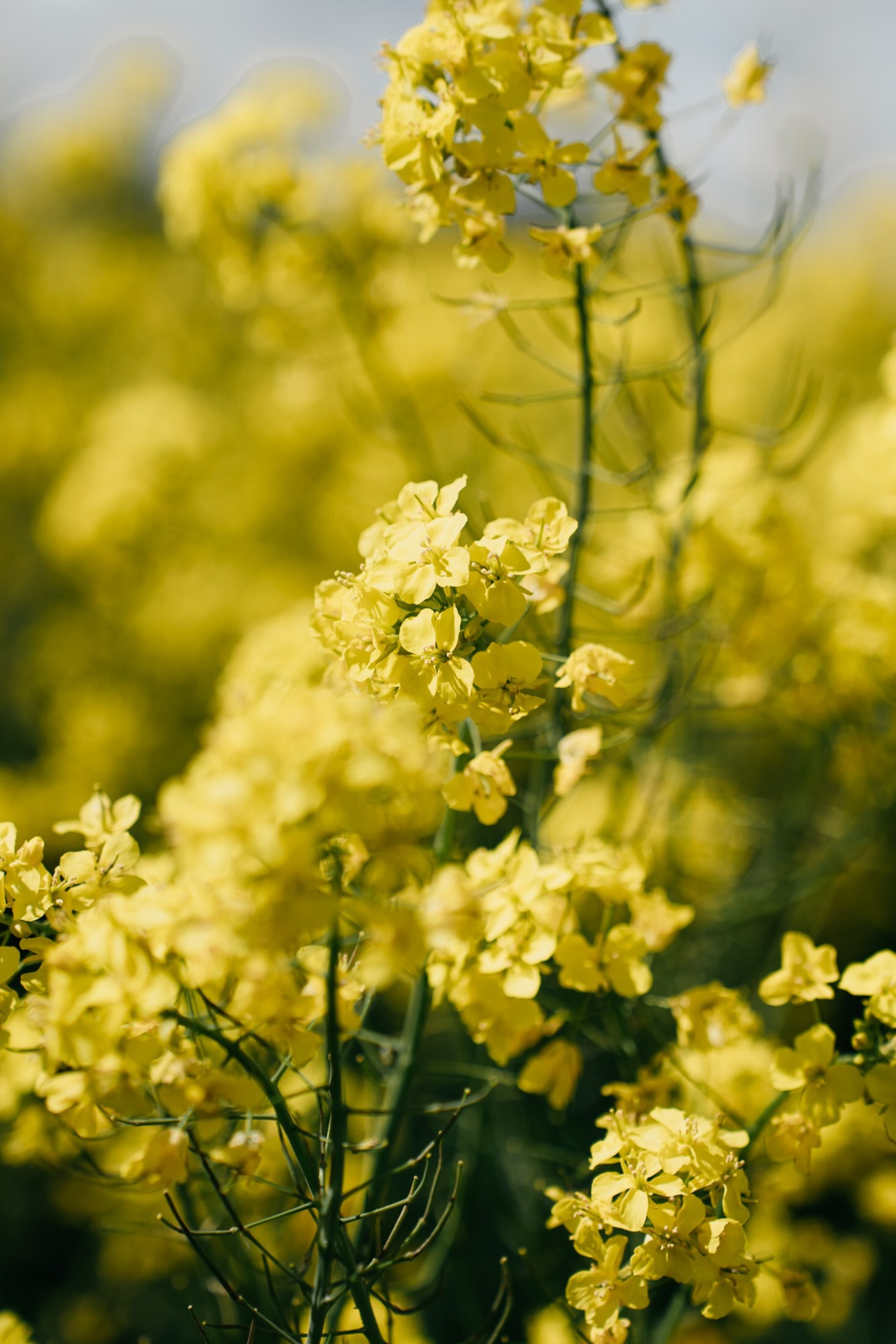 an abstract photo of a curved building with a blue sky in the background