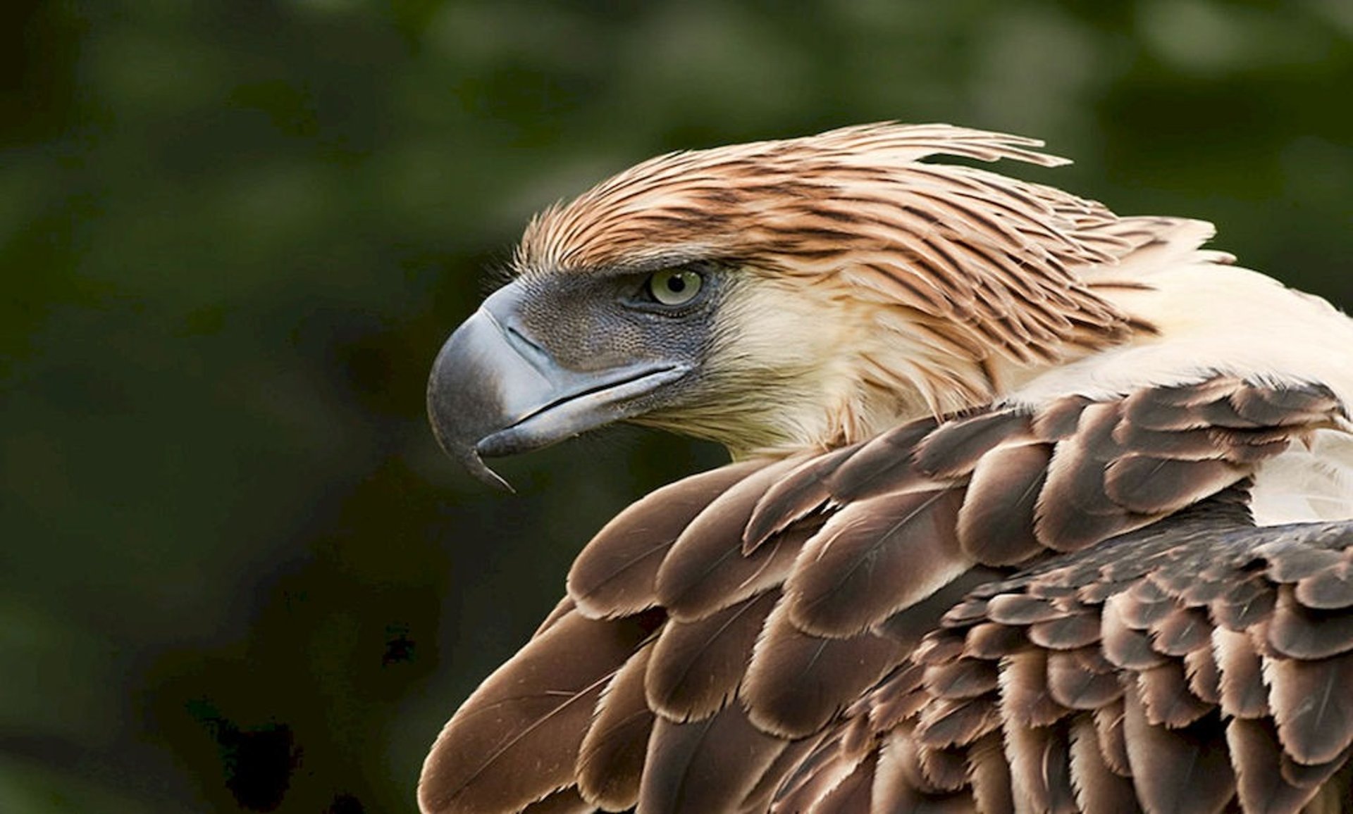 black and white eagle flying