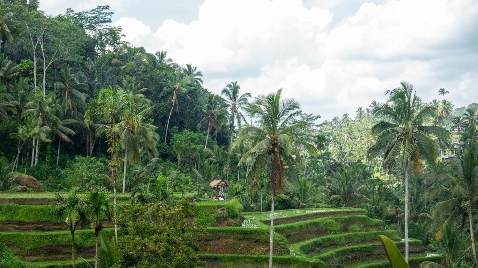 a lush green hillside covered in palm trees