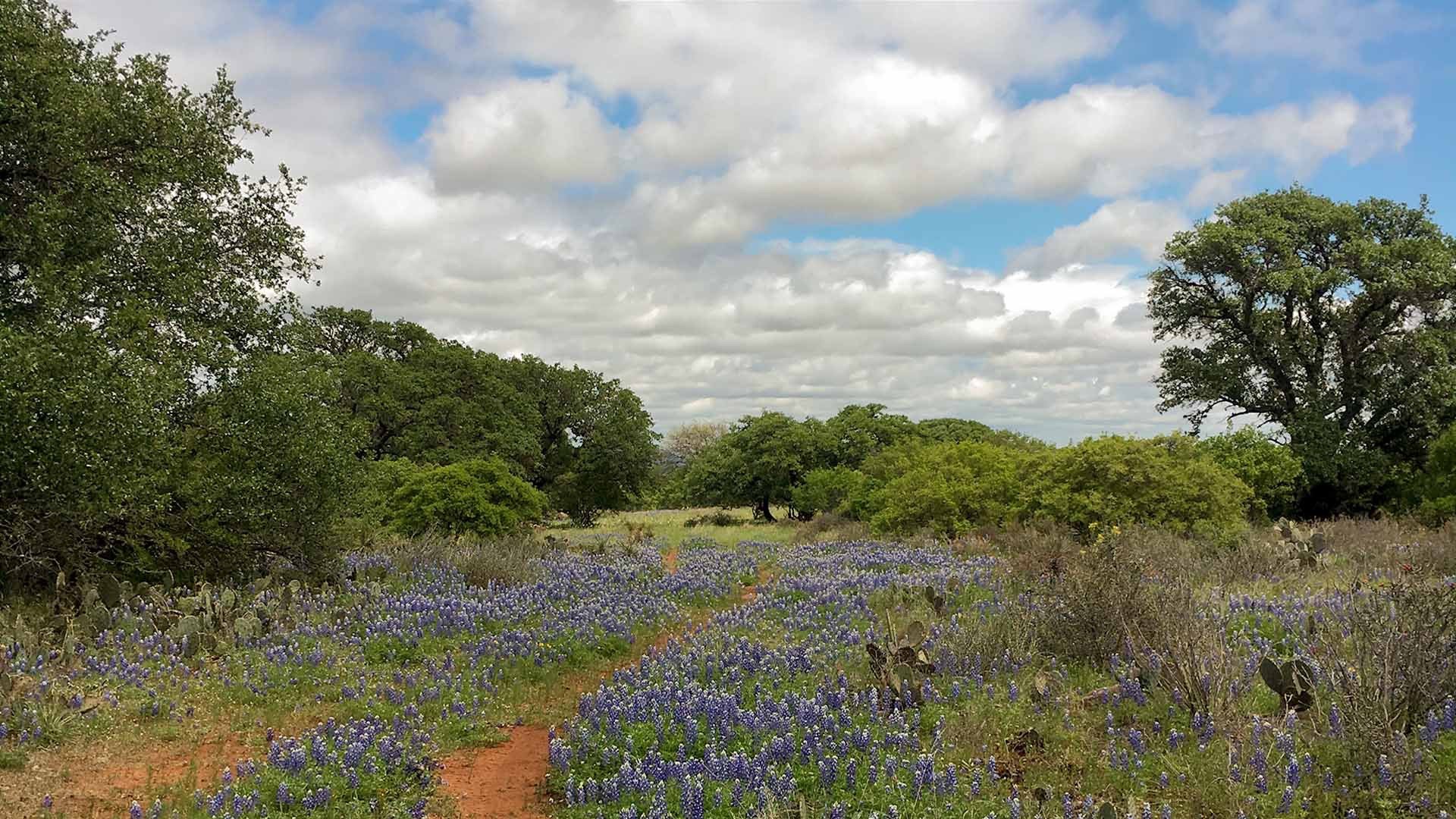 Field of bluebonnets and scrub brush on a Texas hunting ranch under a bright cloudy sky.