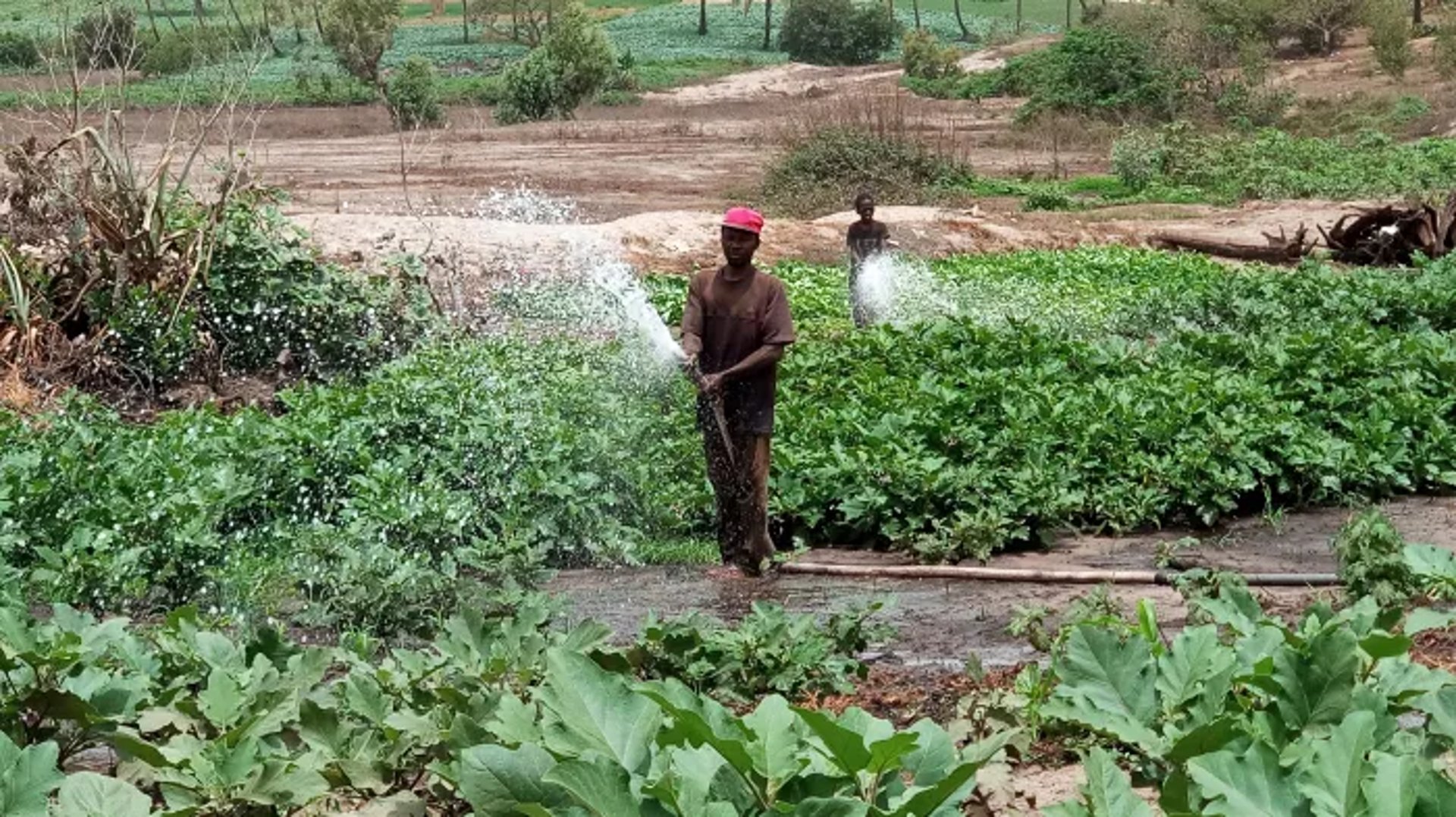 woman wearing yellow long-sleeved dress under white clouds and blue sky during daytime