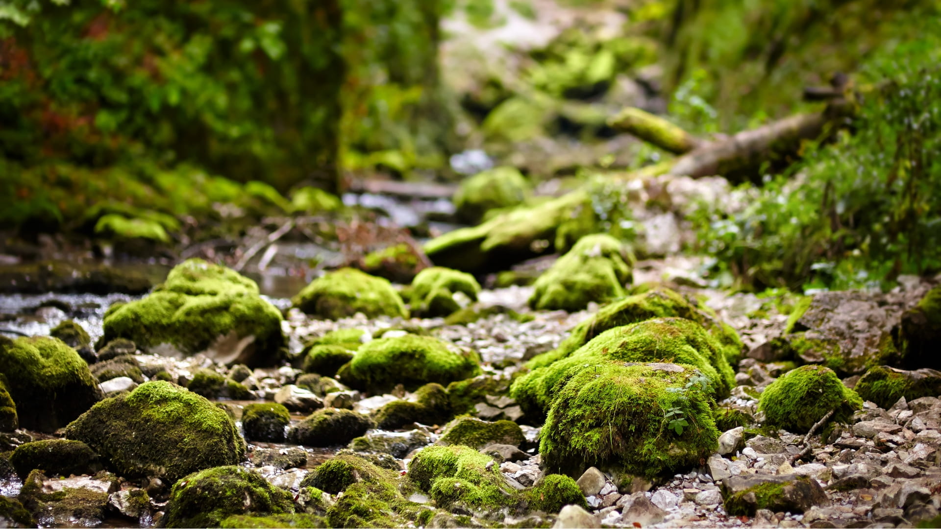 Gozdni vrtec - vrtec prihodnosti