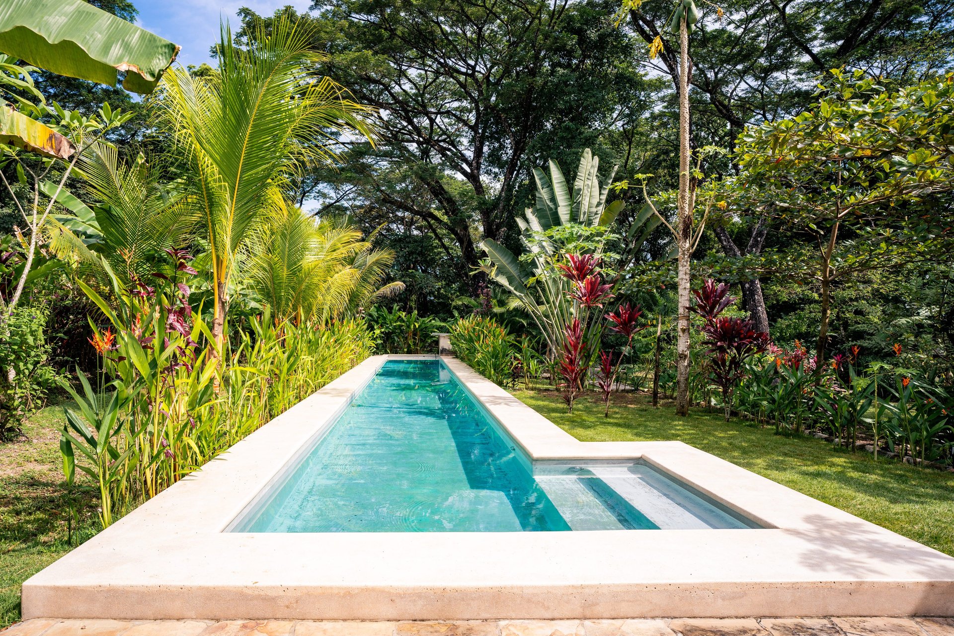 green linear leafed plants