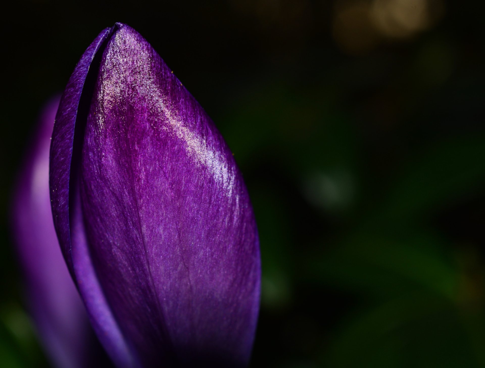 purple flowers in tilt shift lens