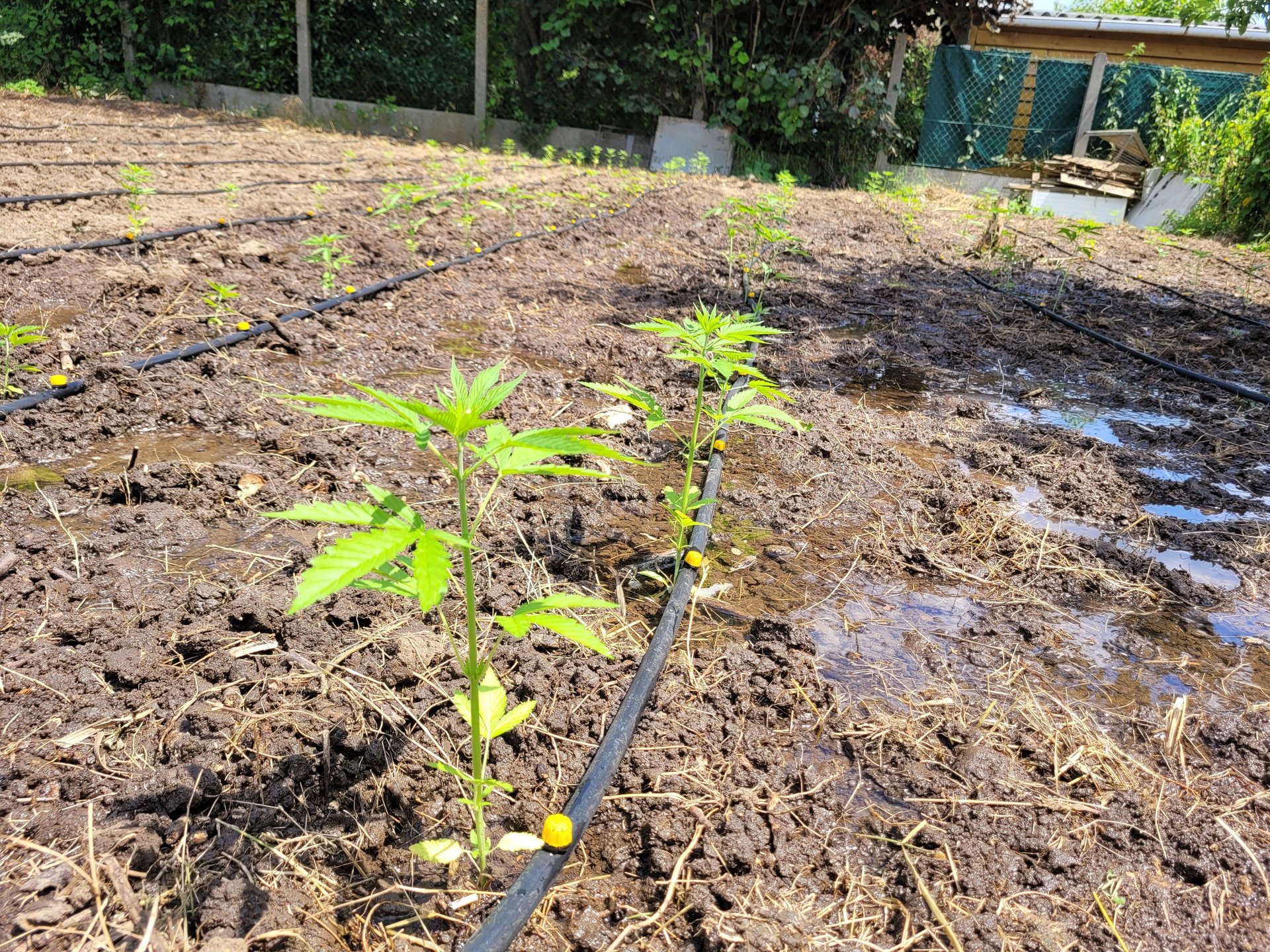 producteur cbd français naturel seine-et-marne agriculture-durable 77