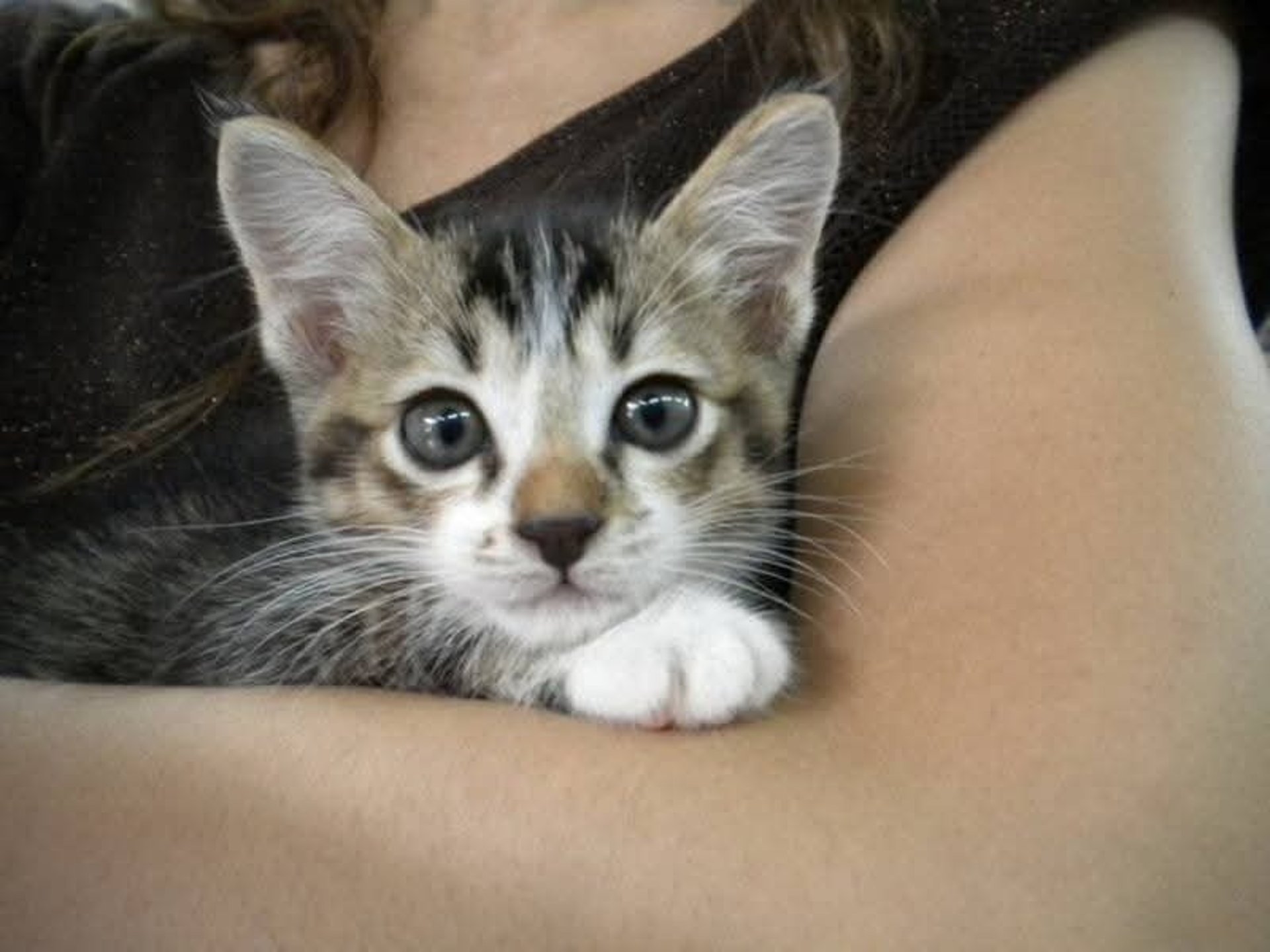 mountain range under blue sky