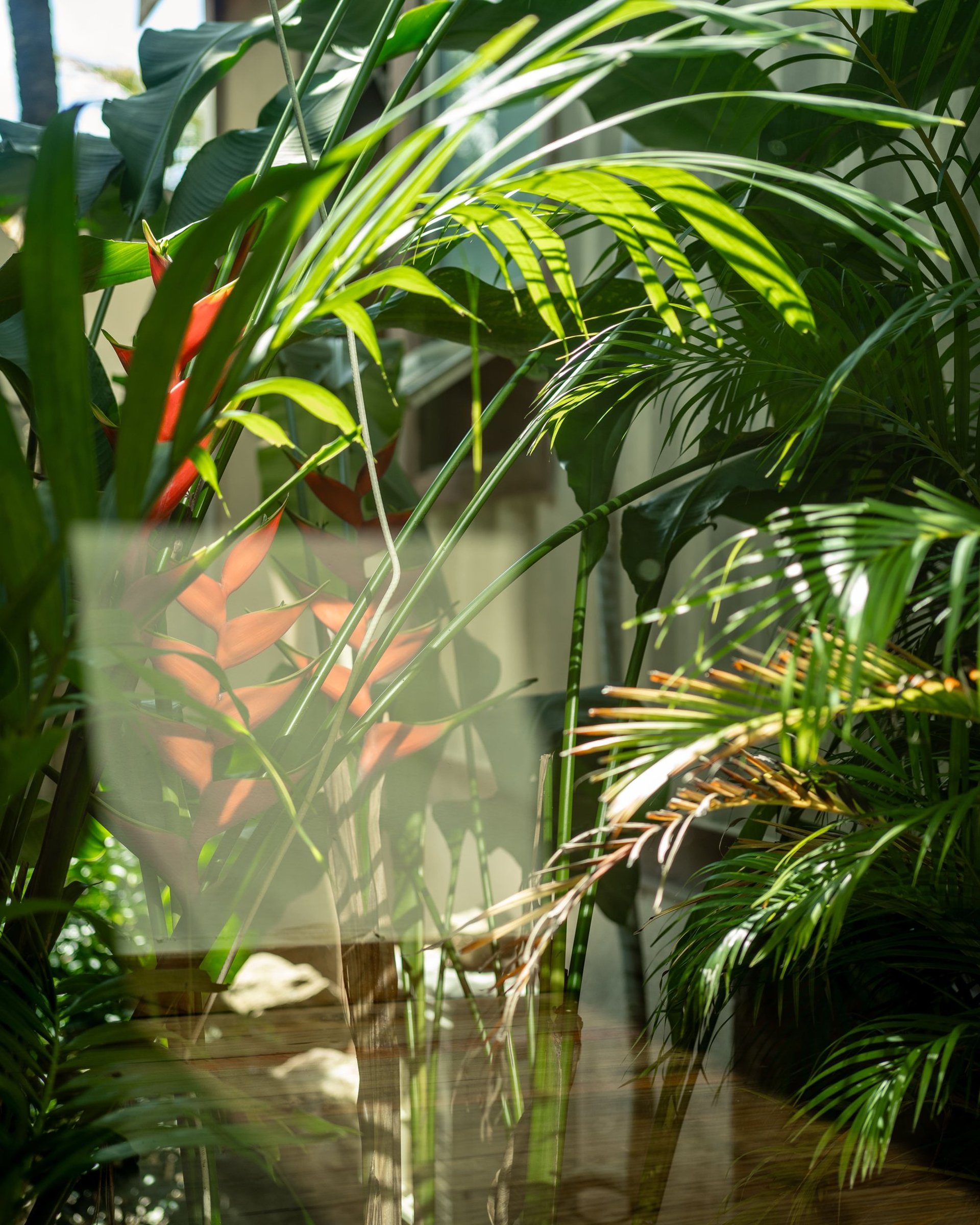 a close up of a palm tree with a white sky in the background