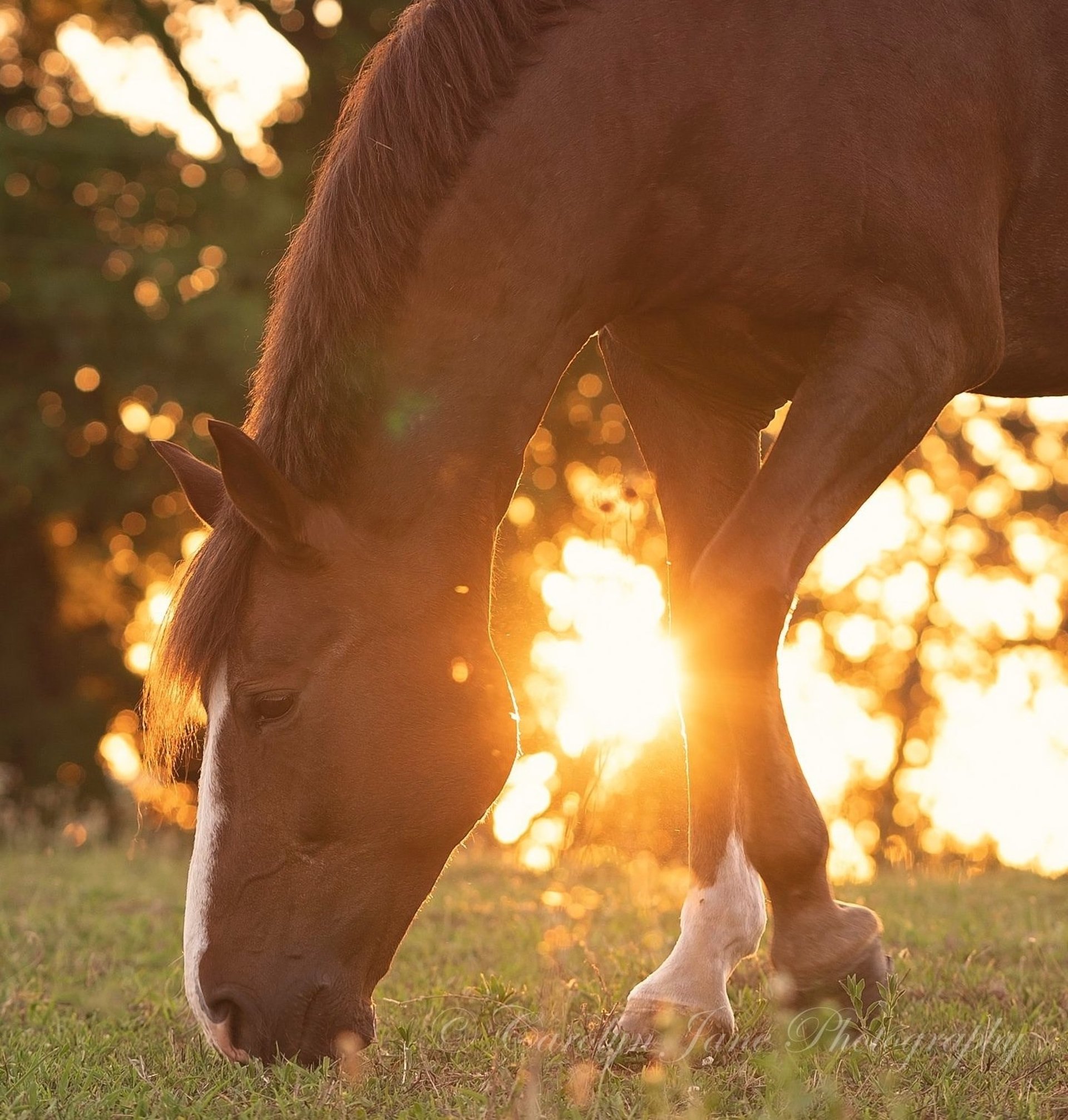 a close up of a person petting a horse
