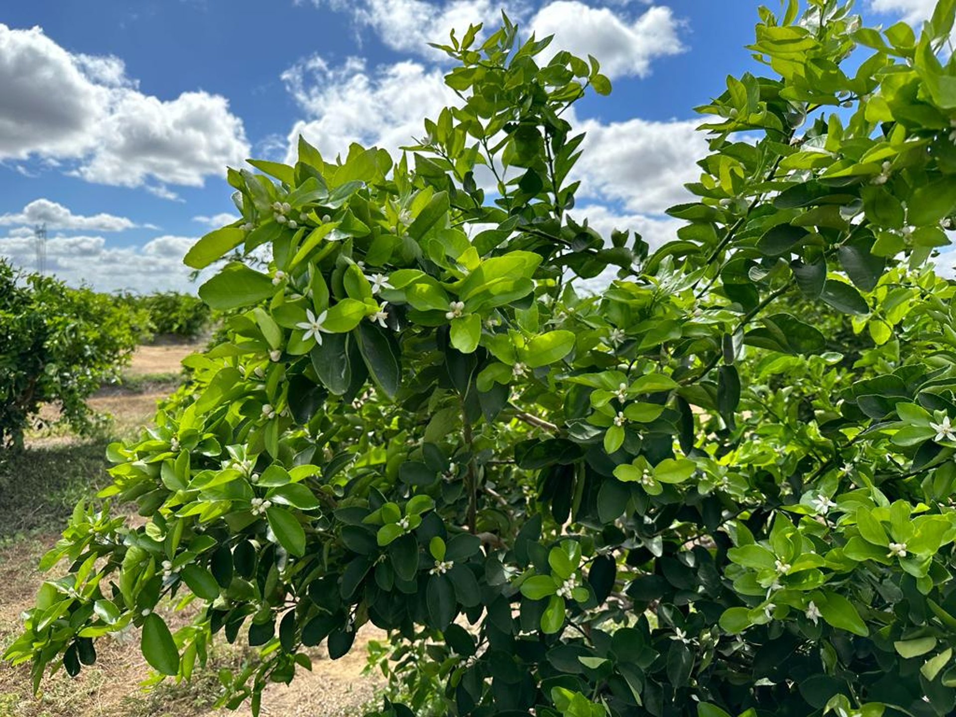 woman wearing yellow long-sleeved dress under white clouds and blue sky during daytime