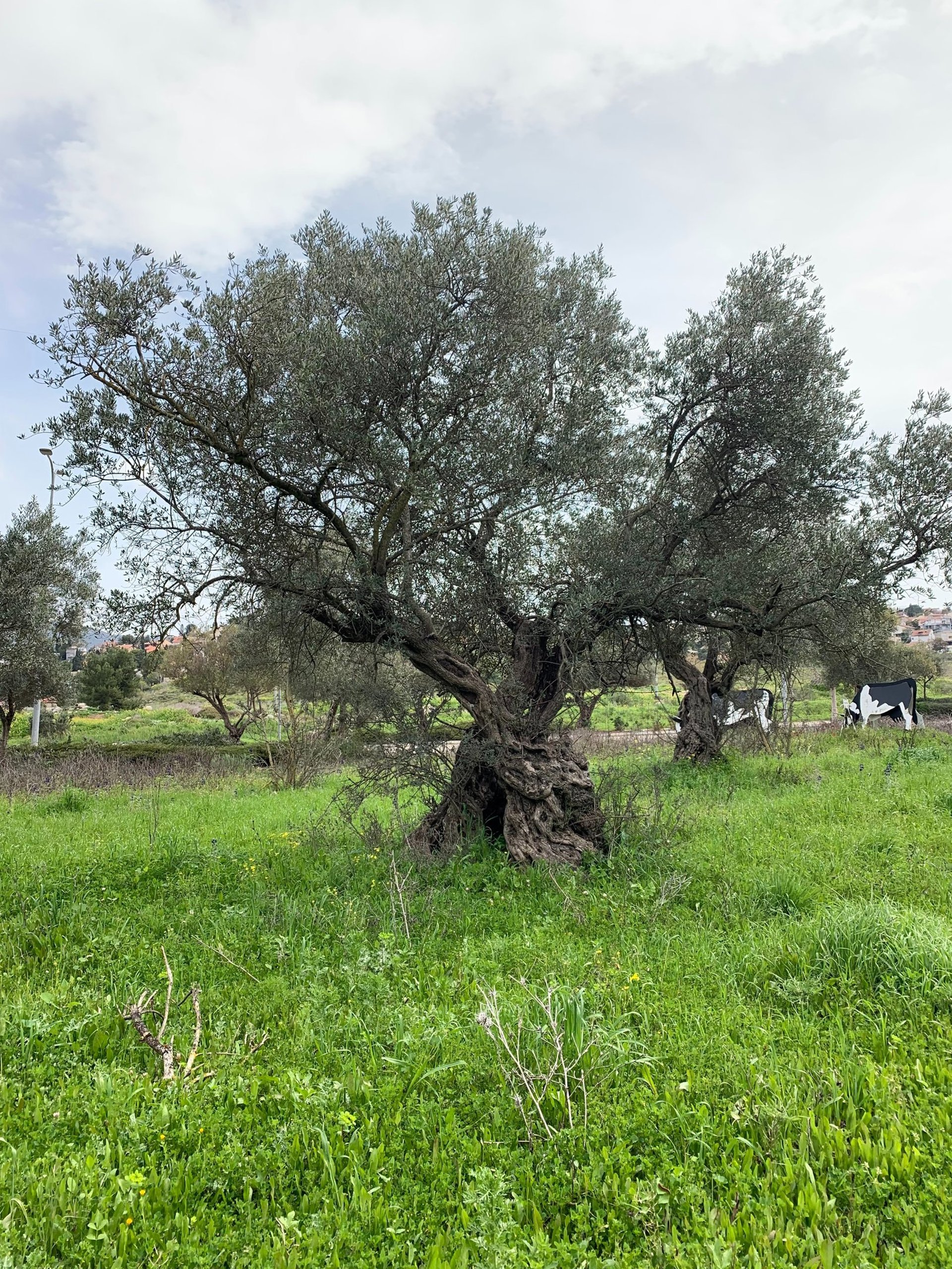 gray computer monitor