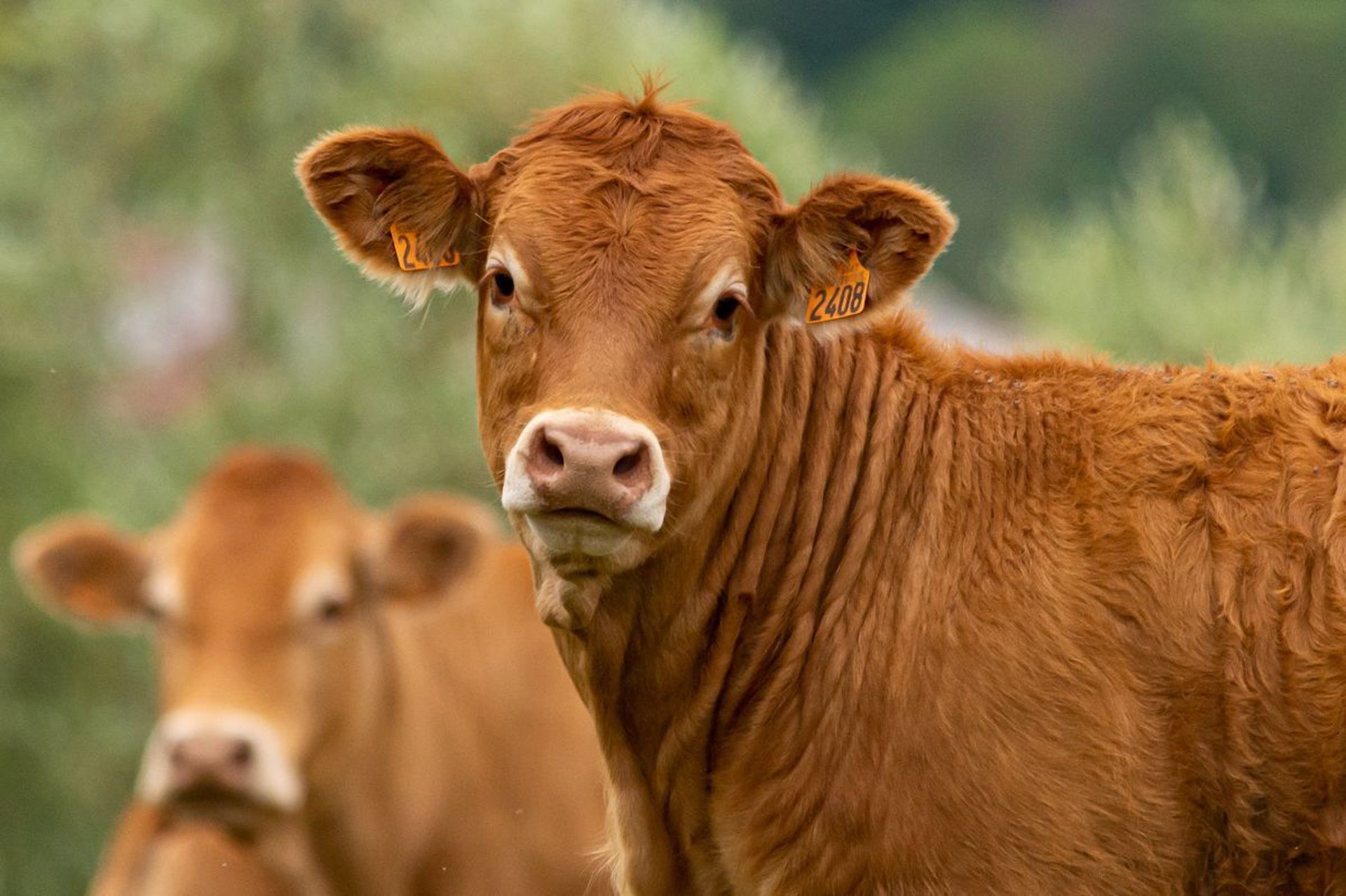 a close up of a cow with a tag on its ear