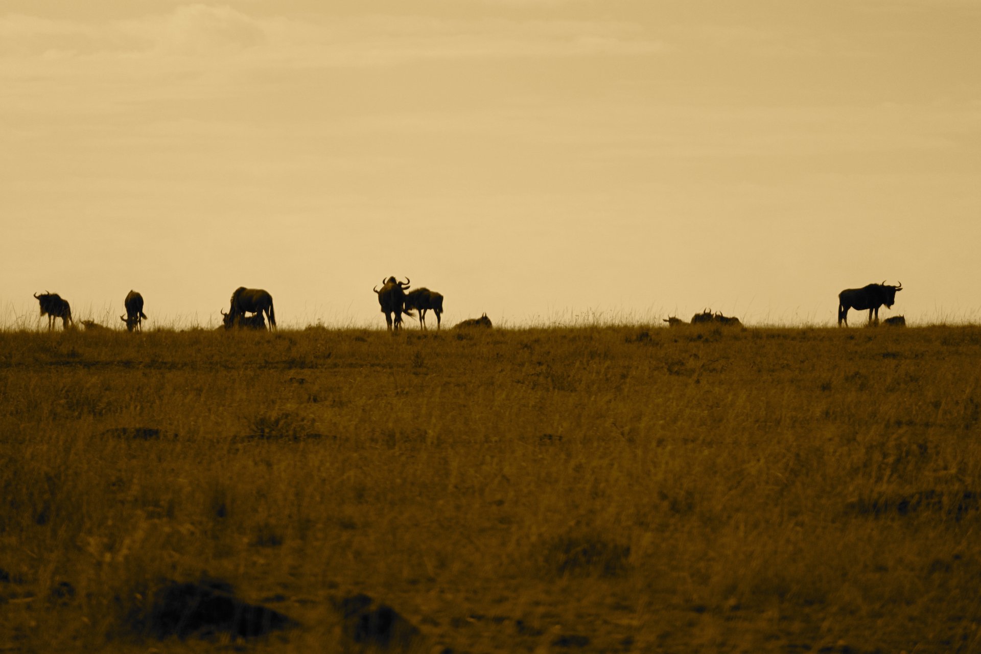 black and white bed linen