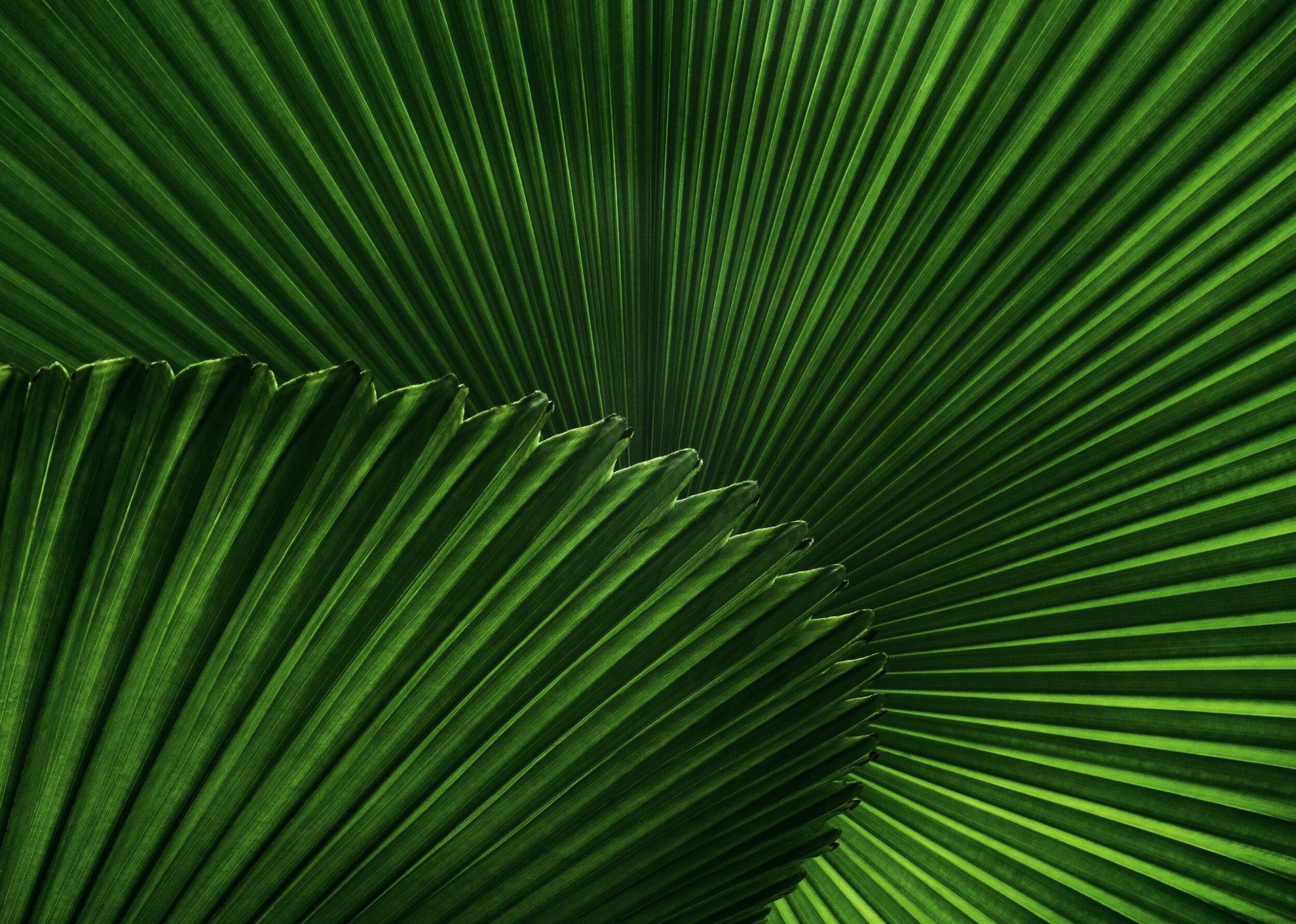 Tropical plant