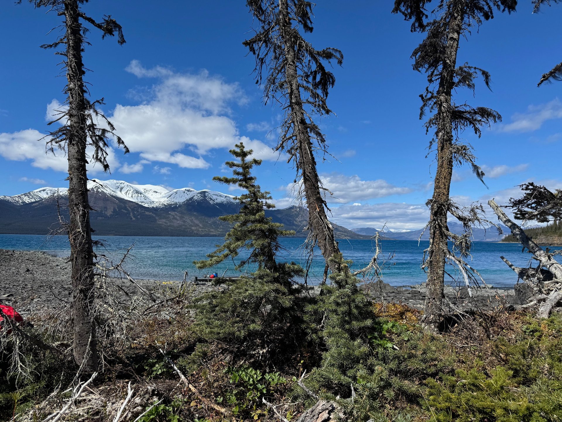 black and white bed linen