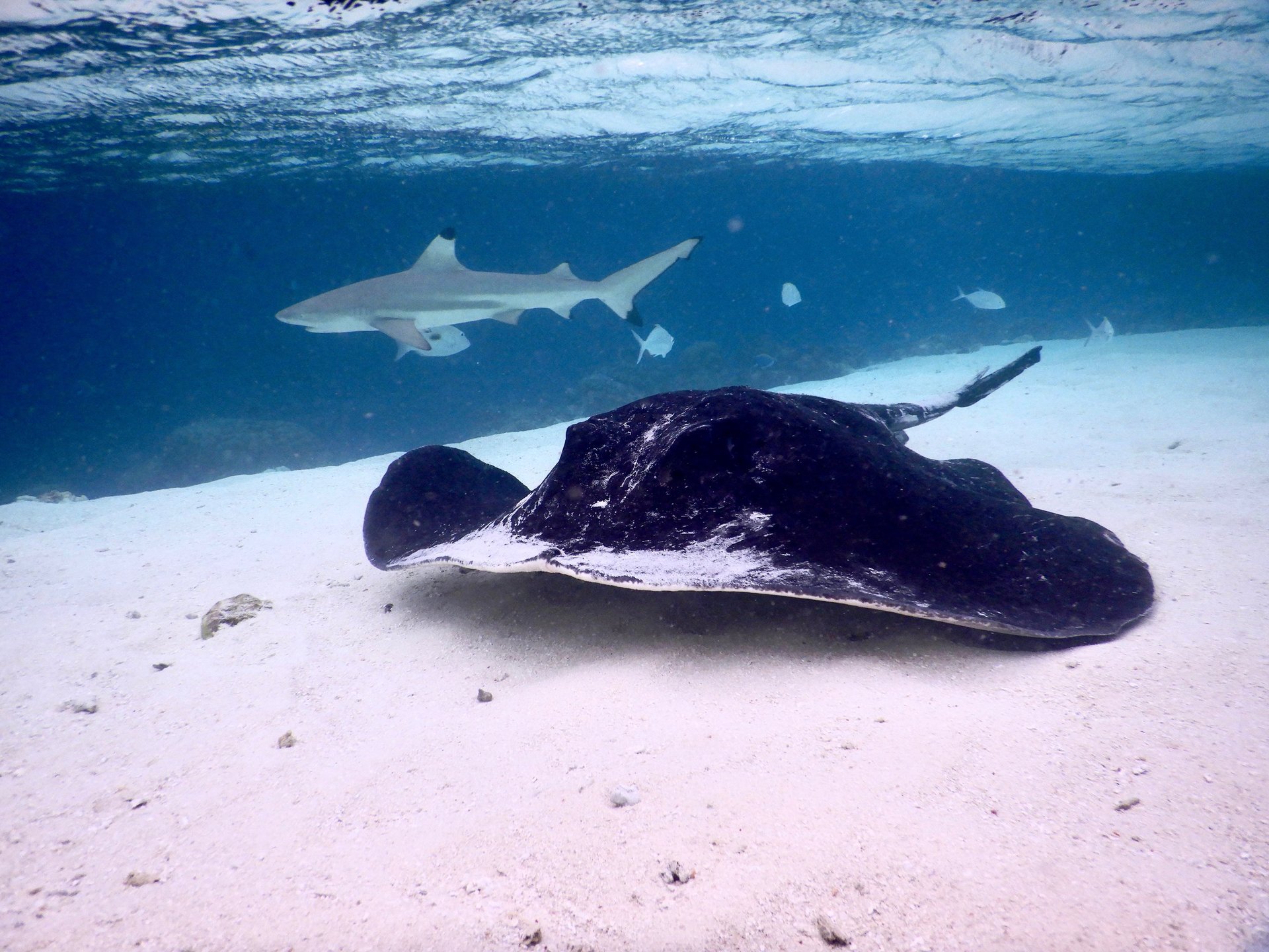 black and white bed linen