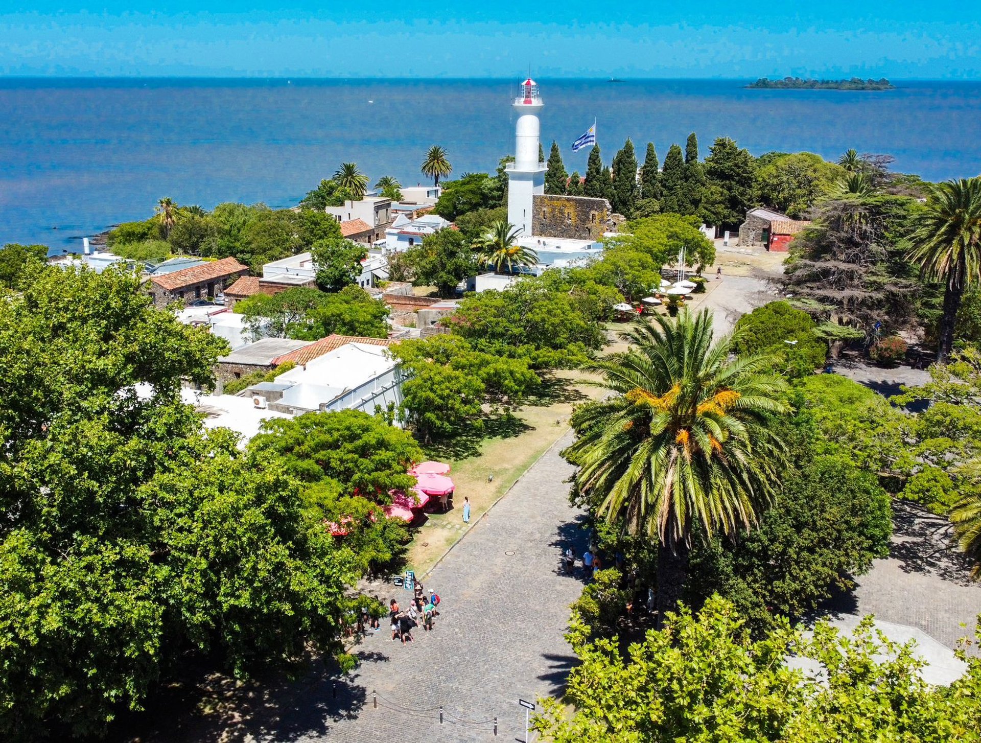 aerial photography of flowers at daytime