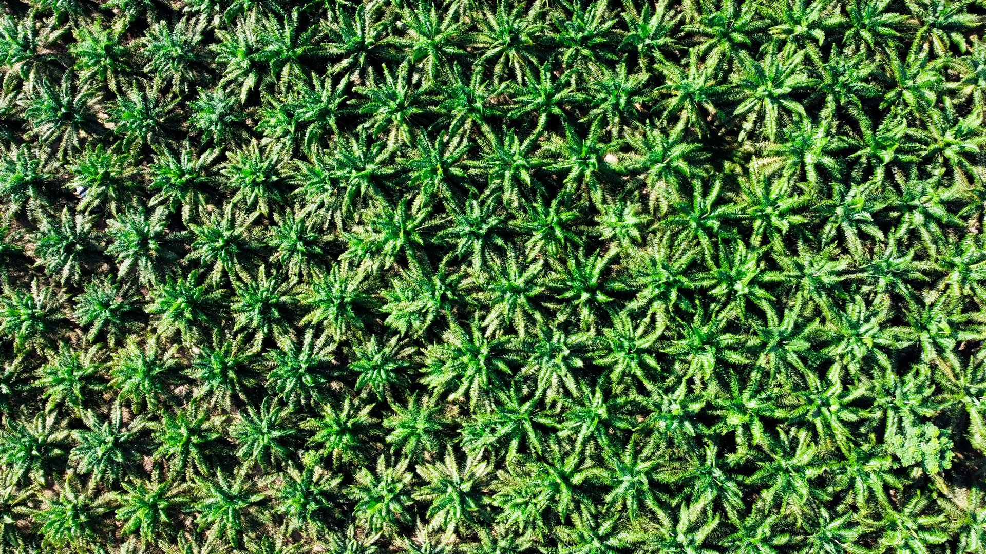 woman wearing yellow long-sleeved dress under white clouds and blue sky during daytime