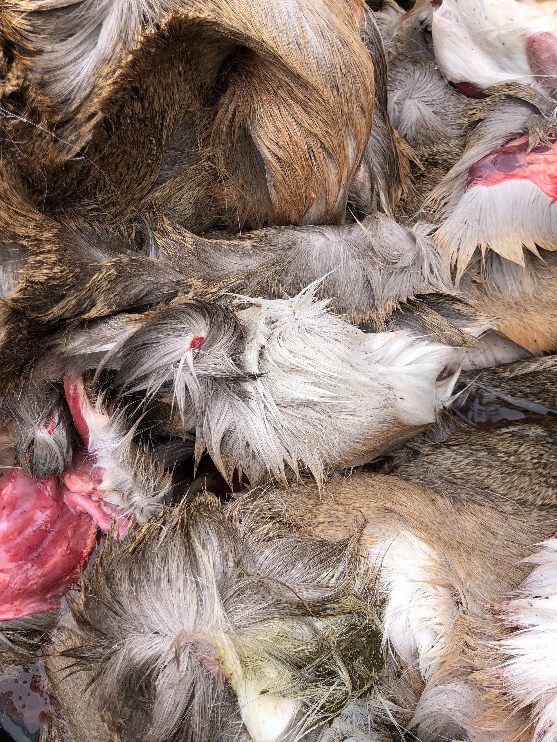 black and brown leather padded tub sofa