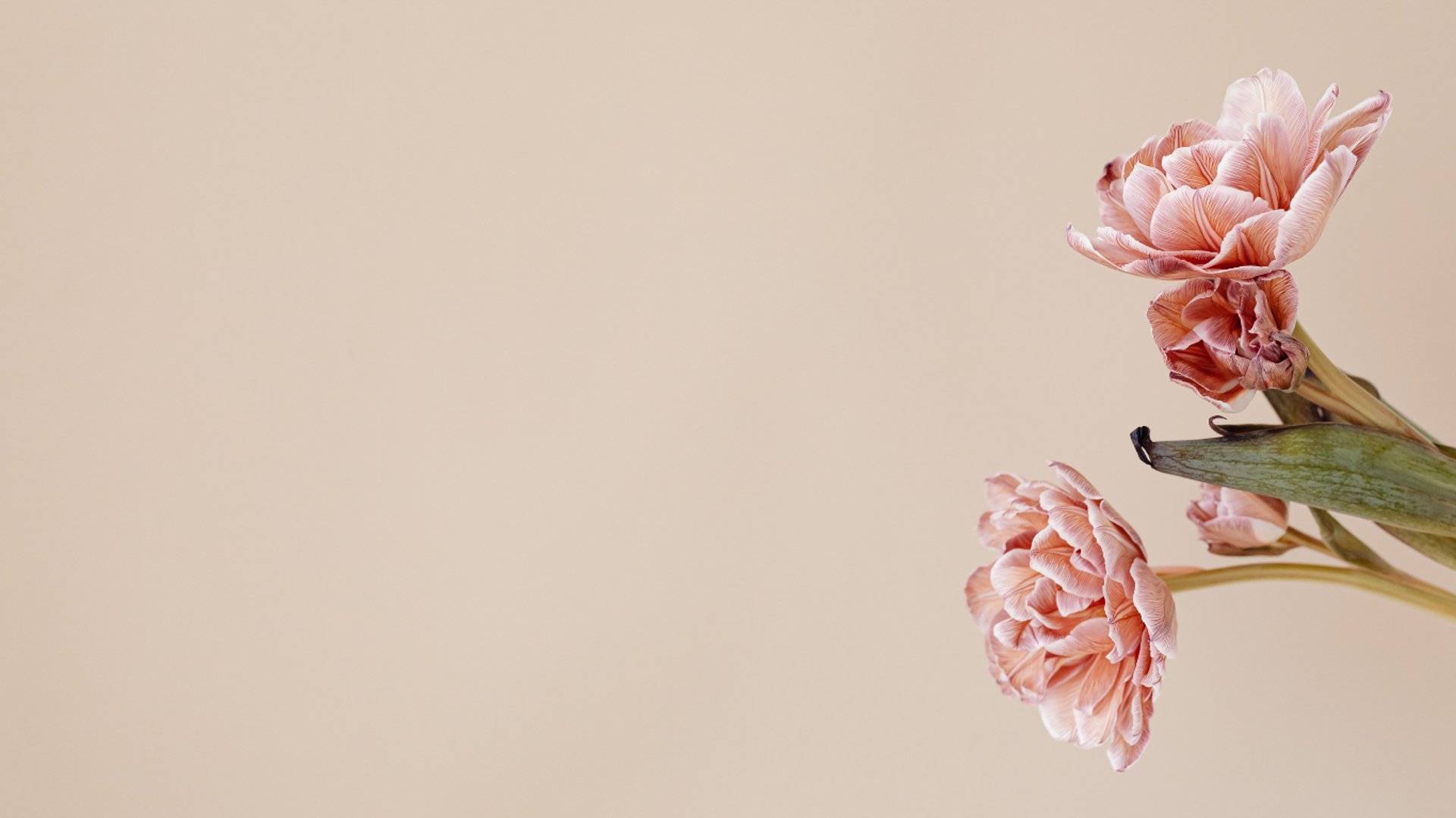 a close up of a flower with a blurry background