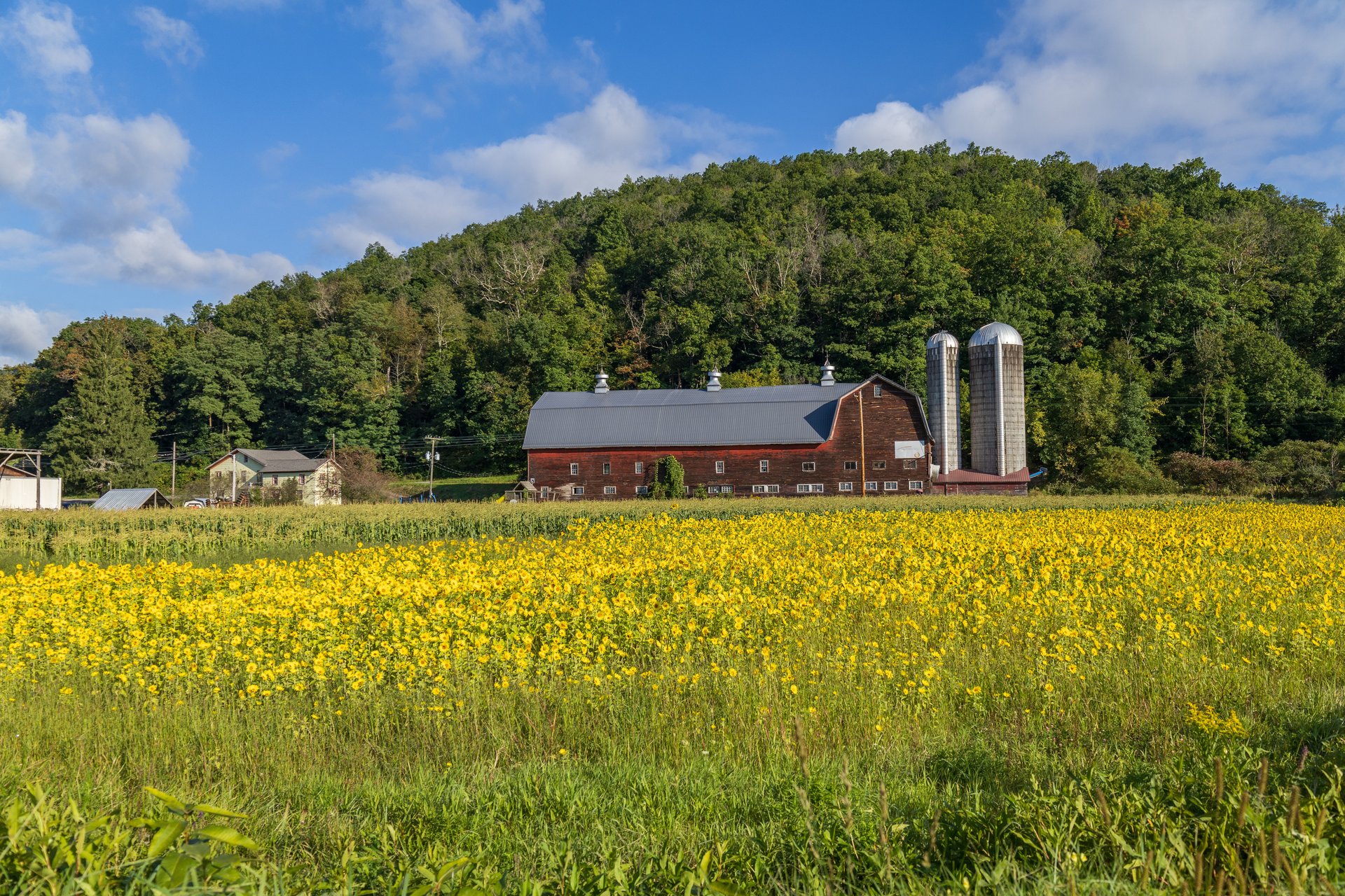 black and white bed linen