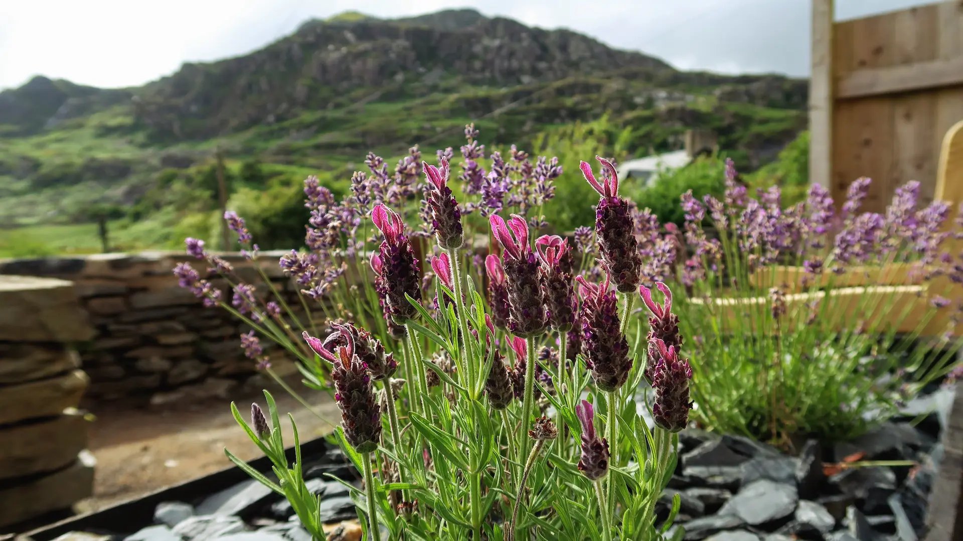 lavender-flowers-brynescape-snowdonia