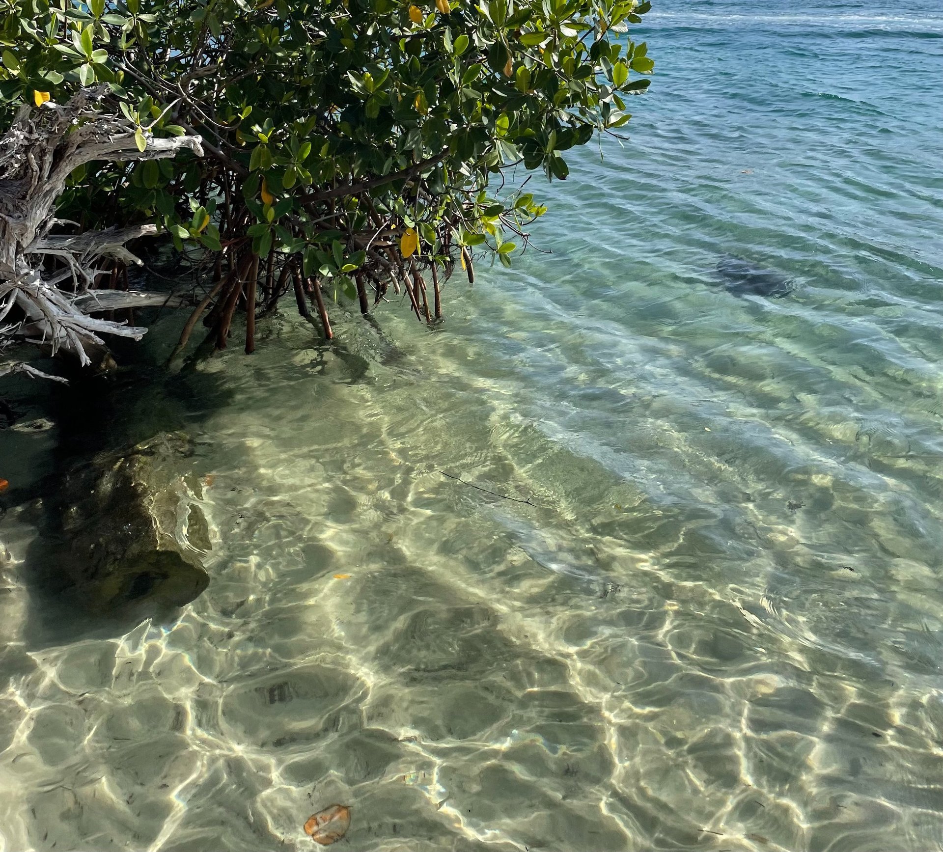 gray computer monitor