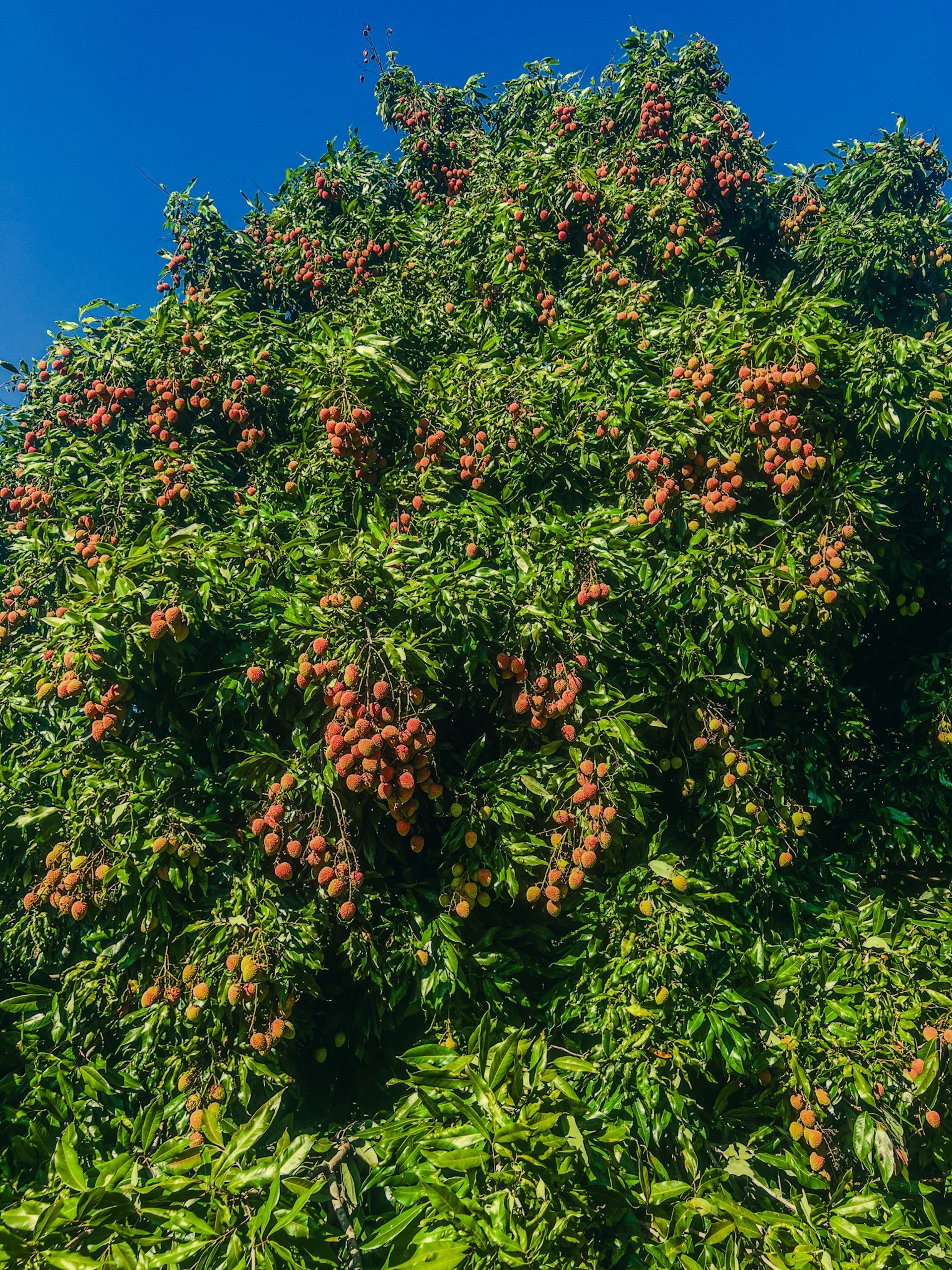 mountain range under blue sky