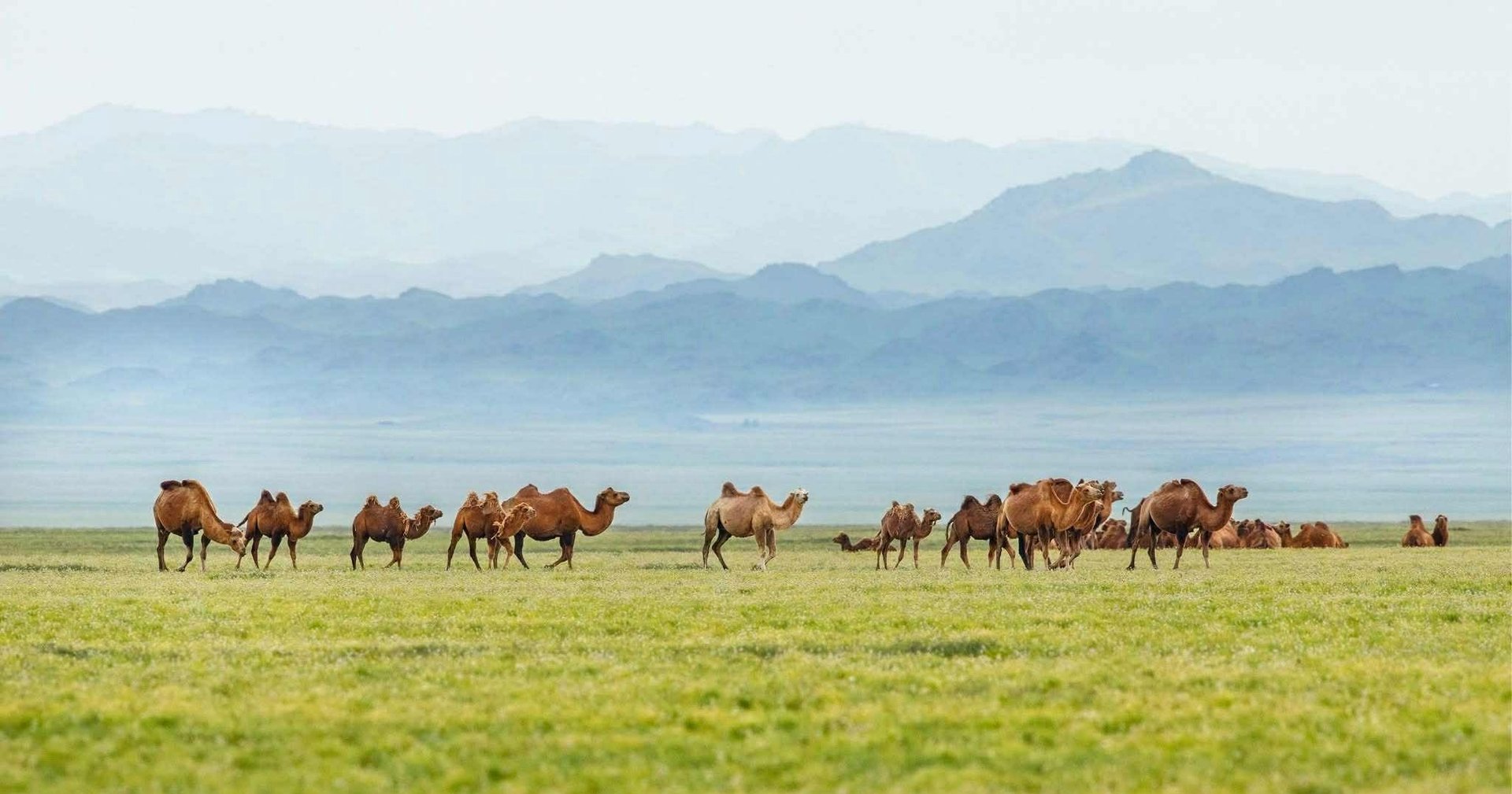 black and brown leather padded tub sofa