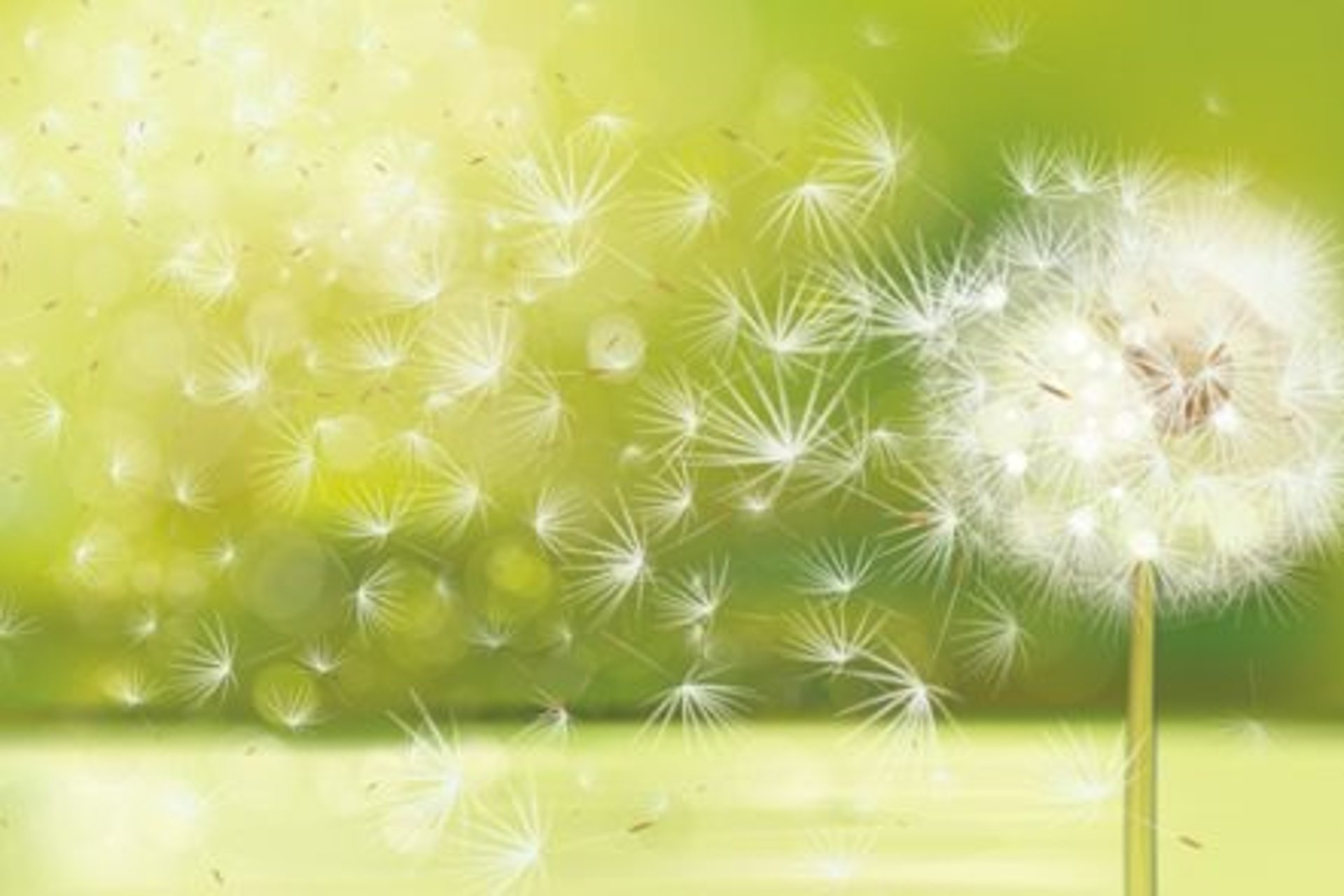 person holding white dandelion flower