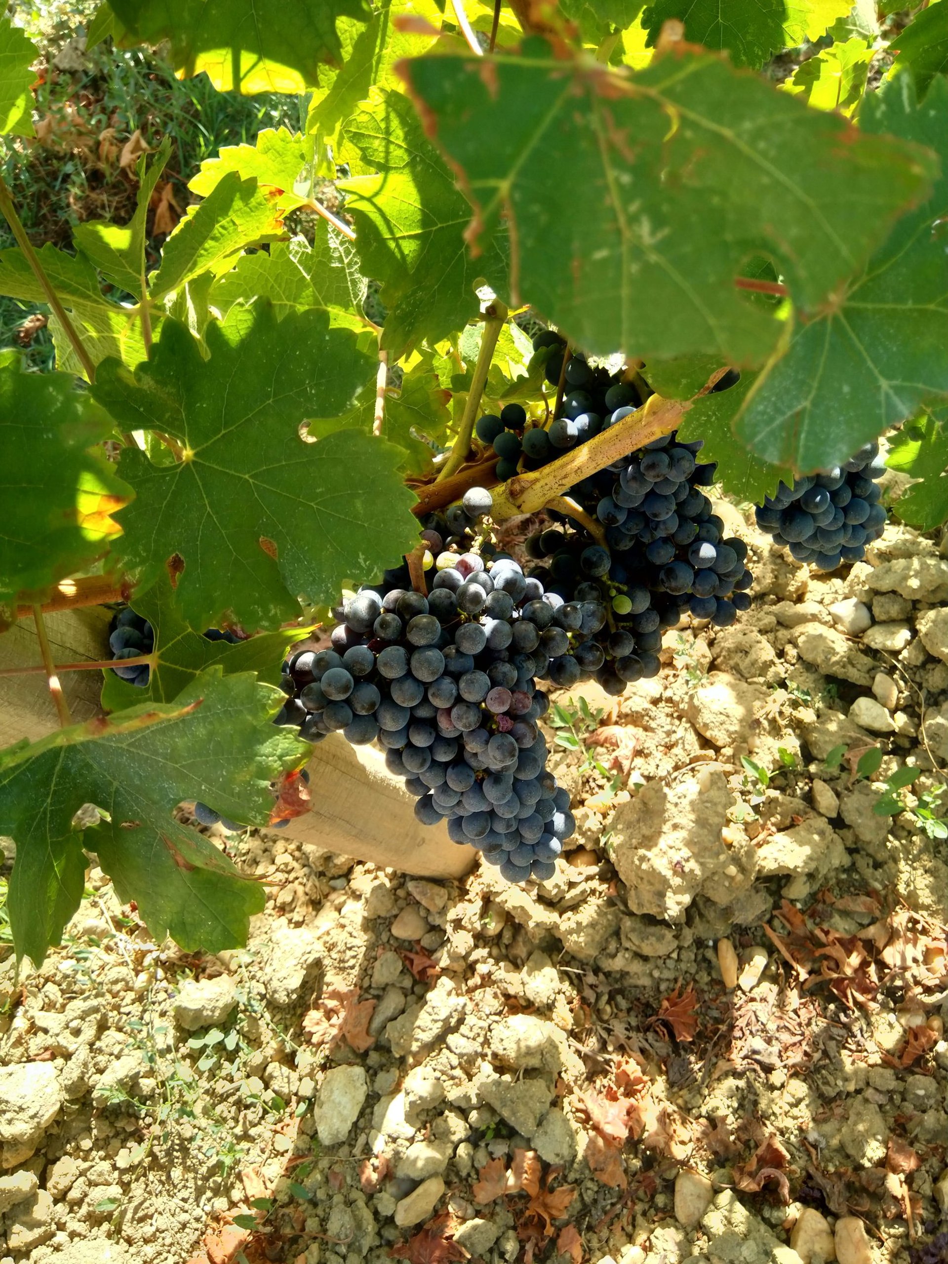 Red grapes ready to harvest