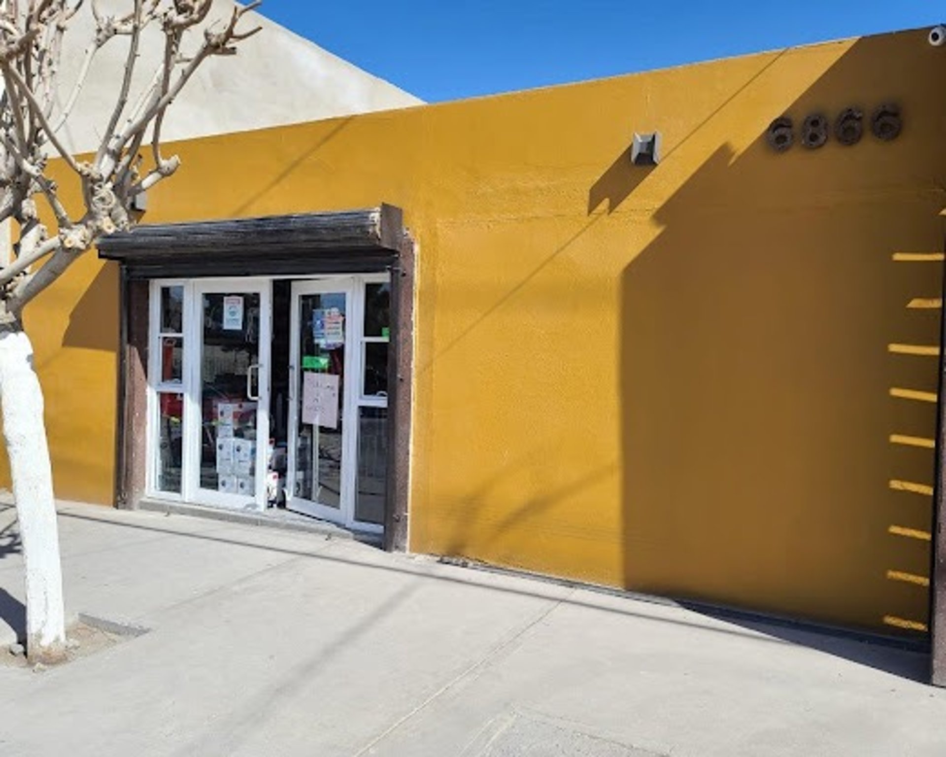woman holding dried flower