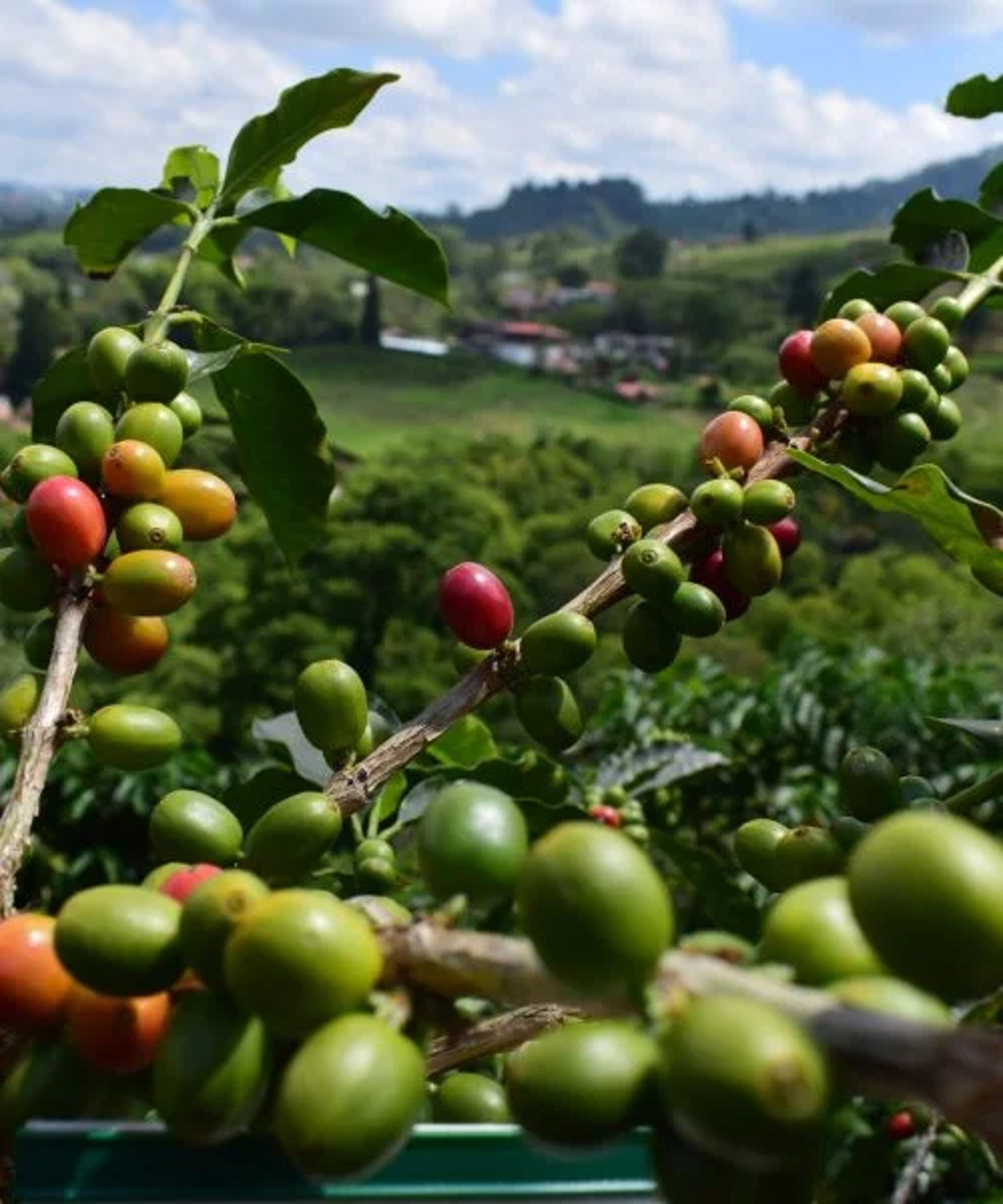 red round fruits on green leaves