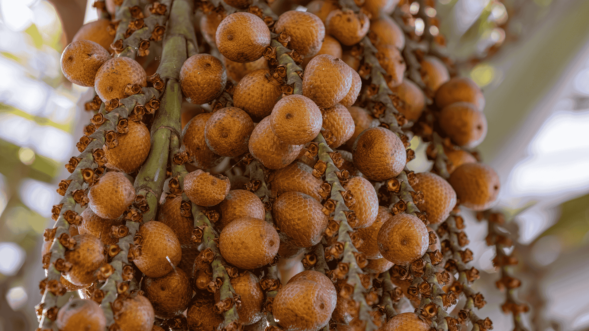 Racimos de fruto de aguaje y moriche creciendo en la palmera Mauritia flexuosa, fuente natural de fitoestrógenos.