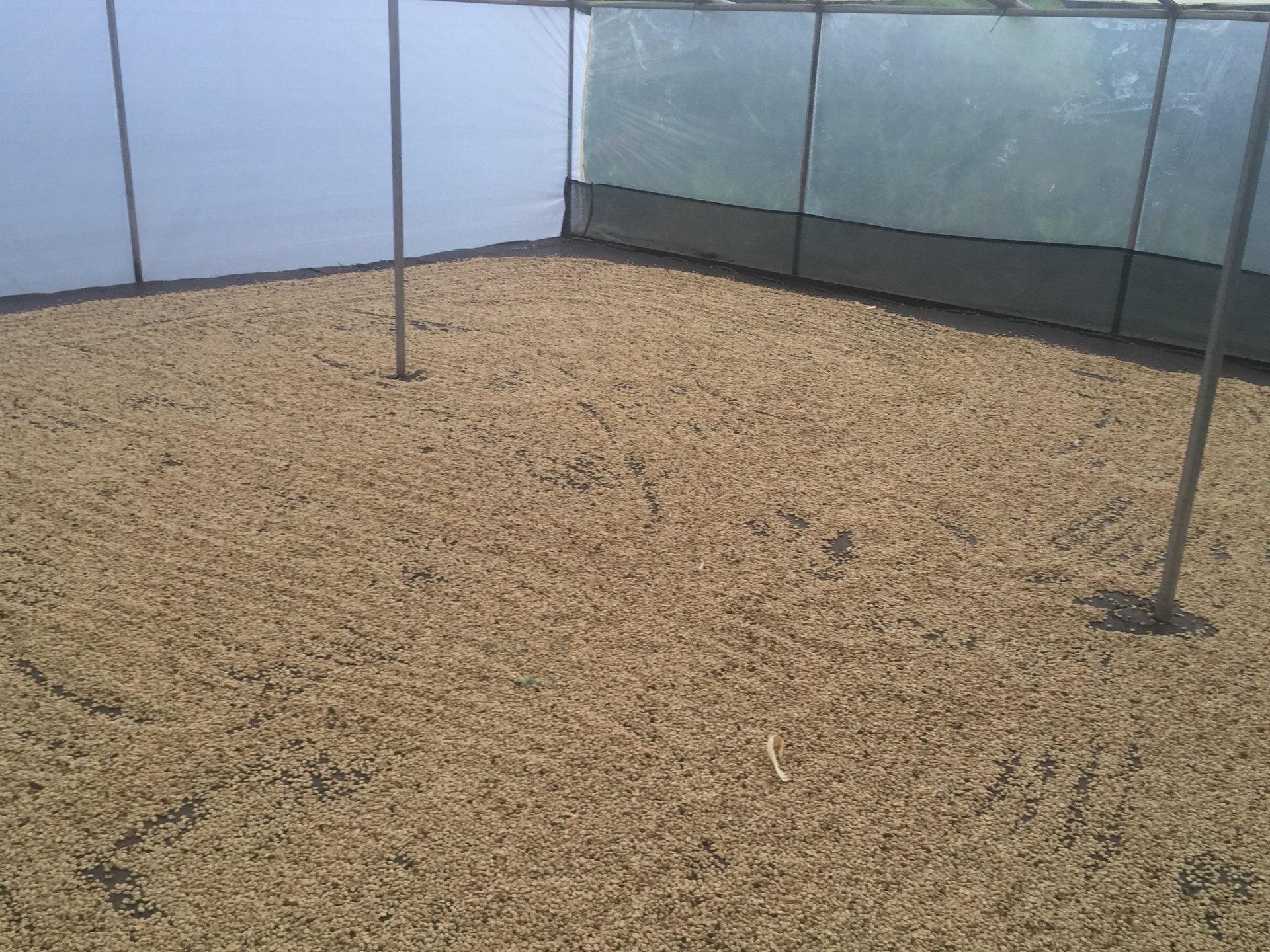 Green coffee beans growing on a branch